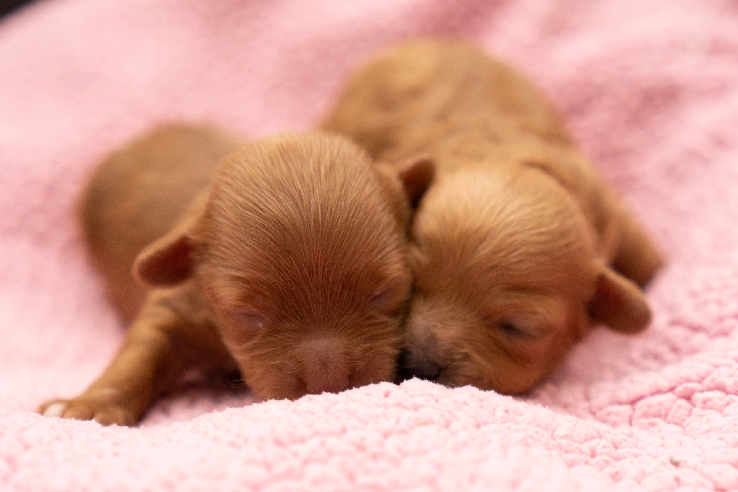 1 week old