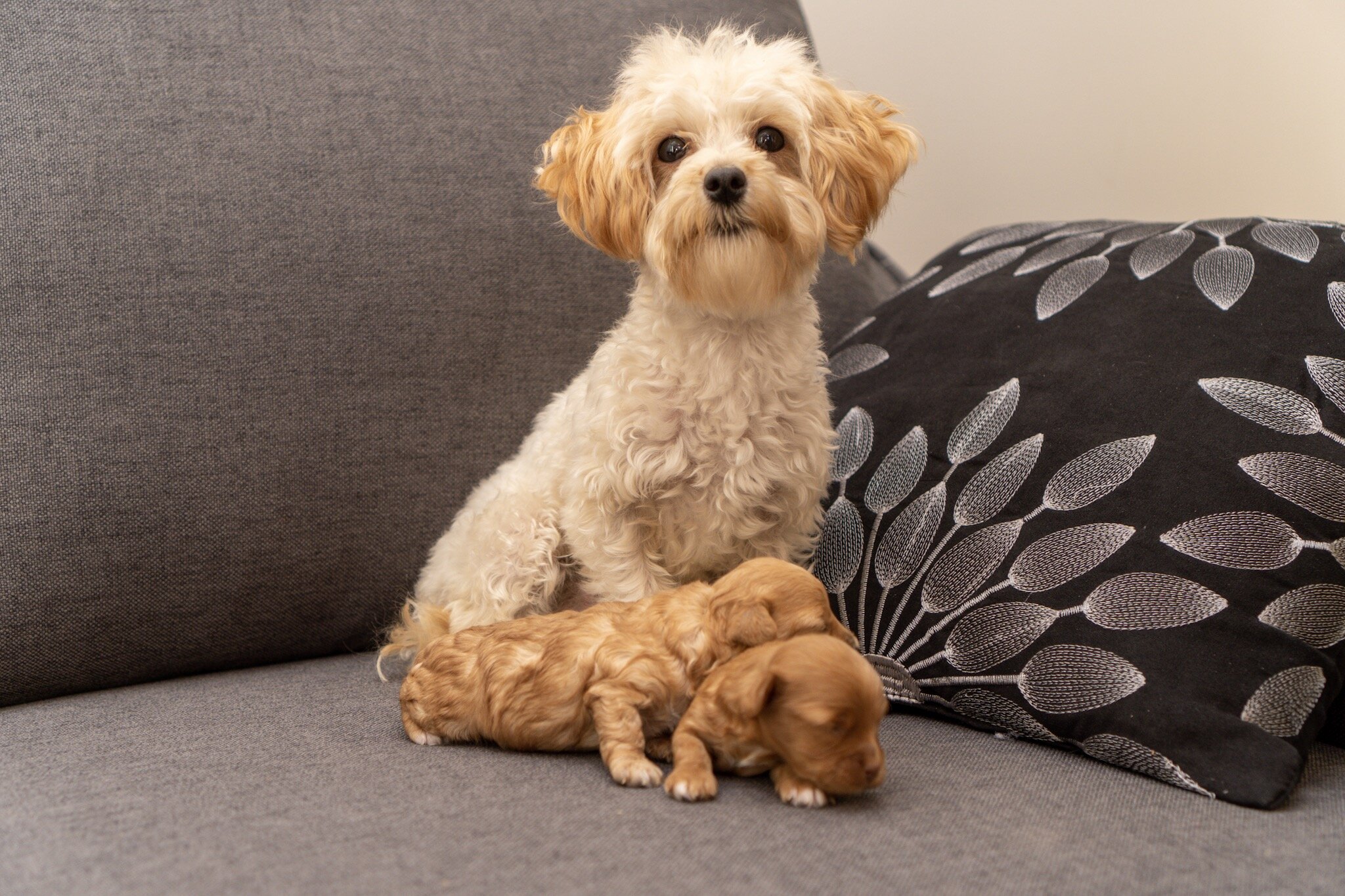 8 week old maltipoo