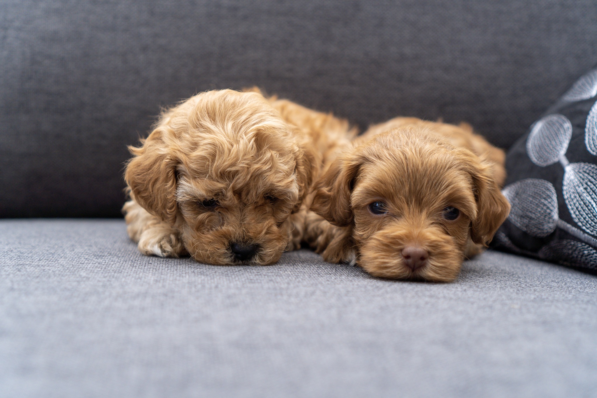 5 Weeks