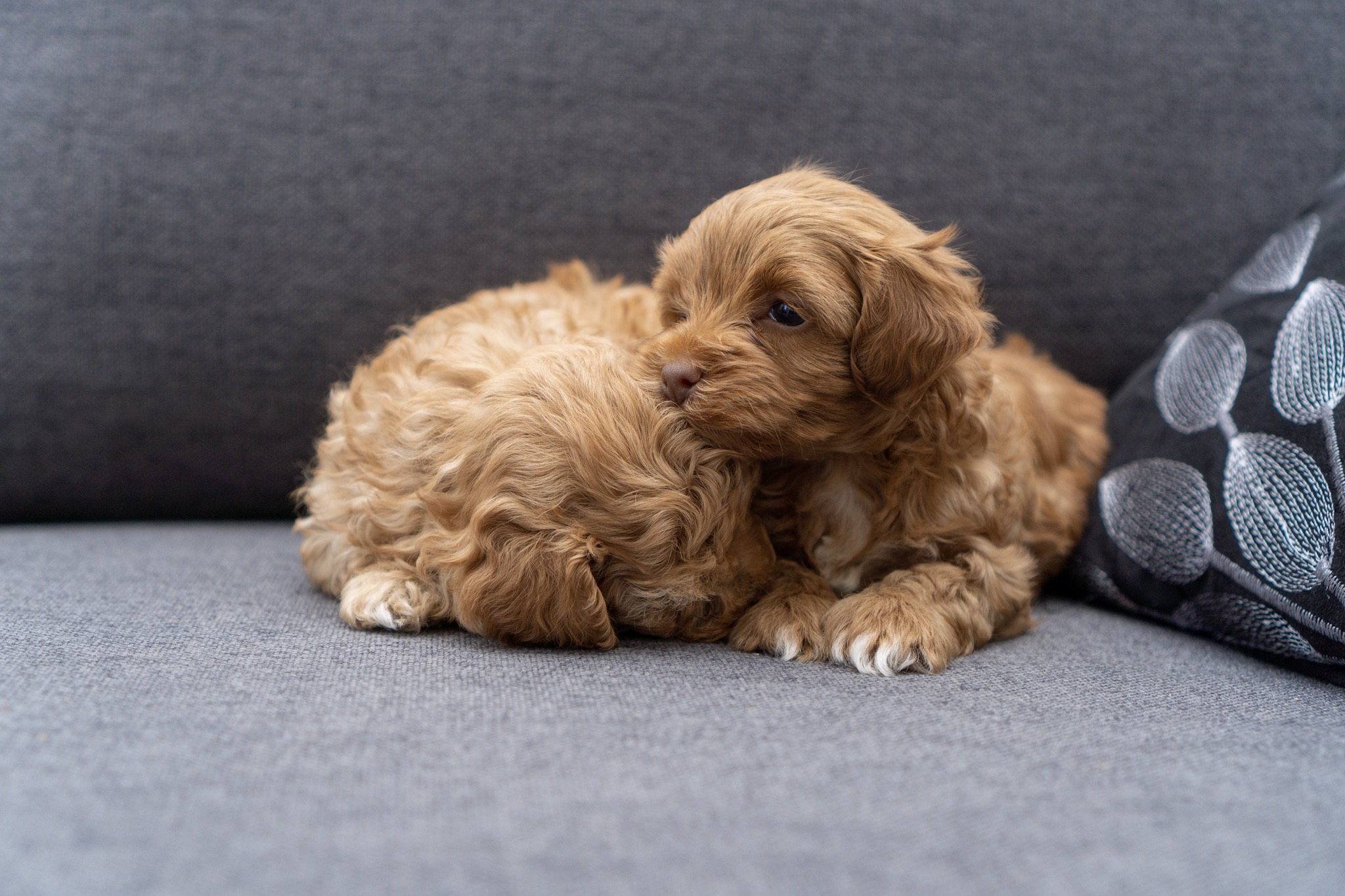 5 Weeks