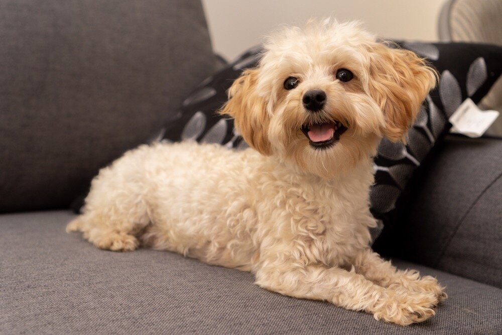 maltipoo adoptions near me
