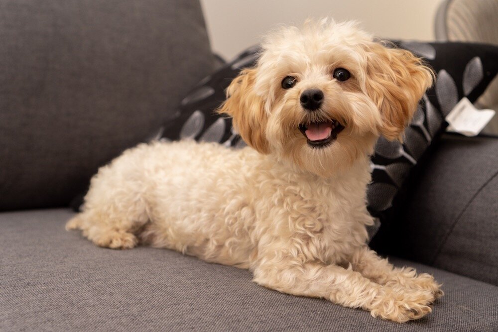 teacup maltipoo rescue