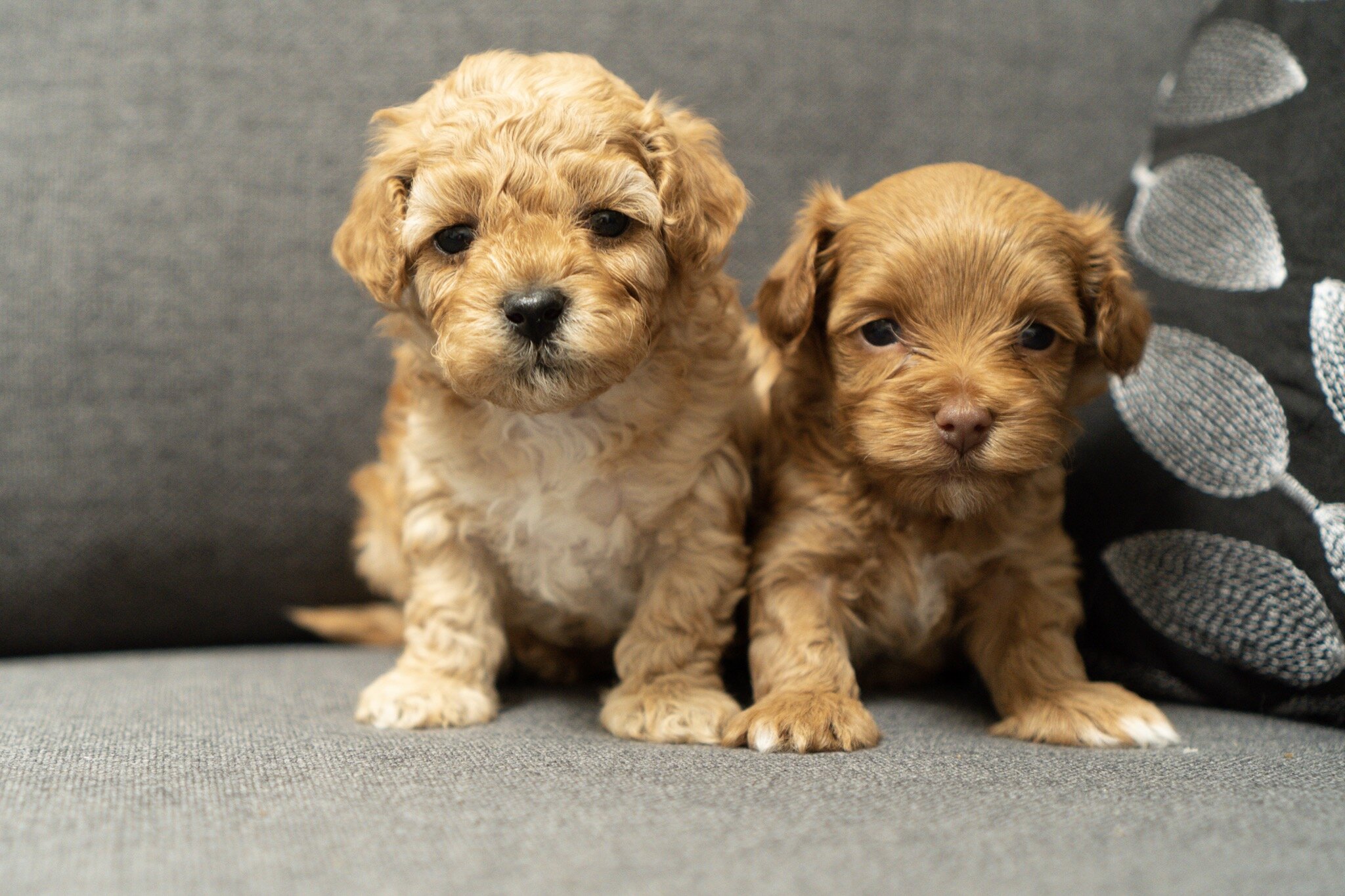 8 week old maltipoo