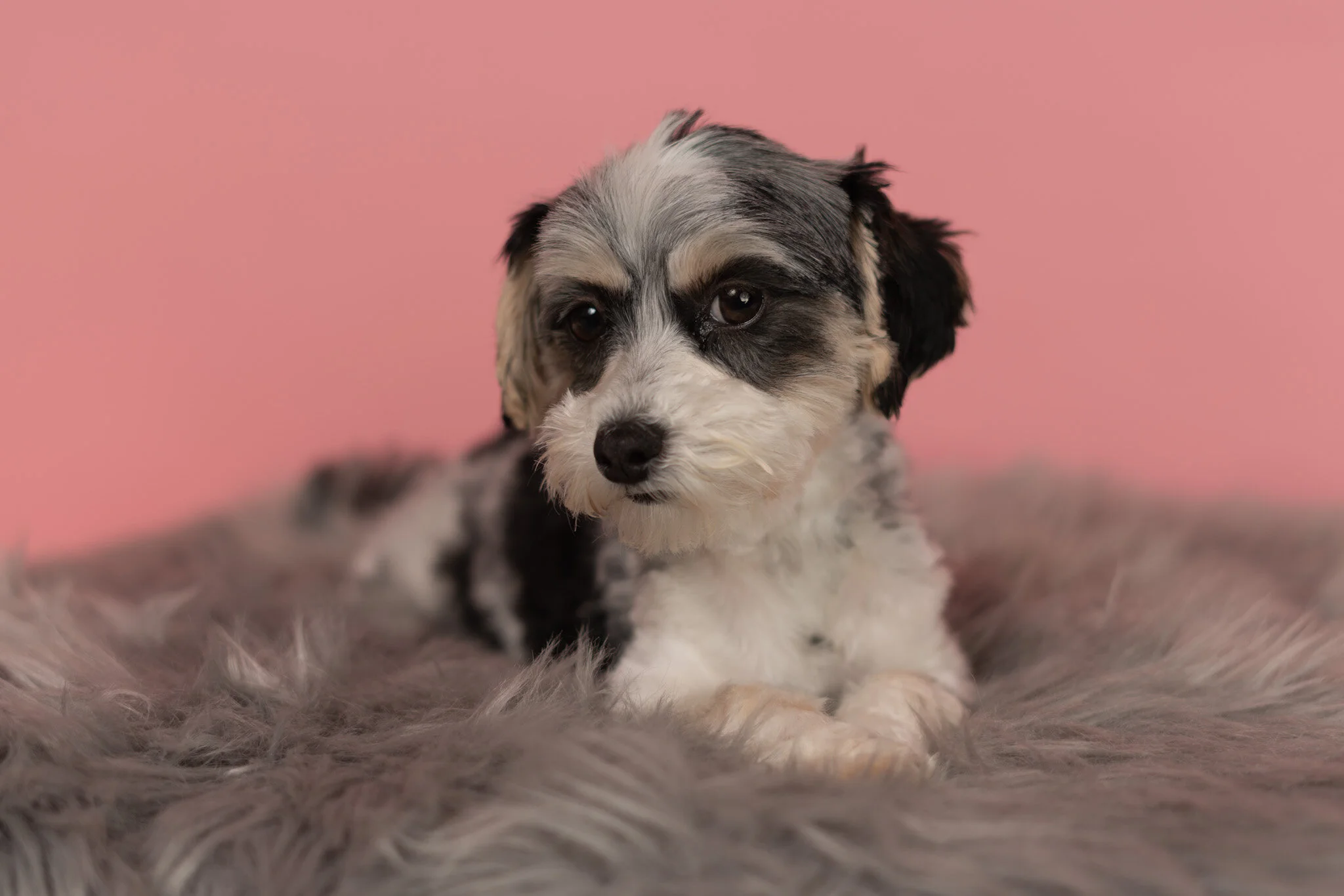 f2 maltipoo for sale