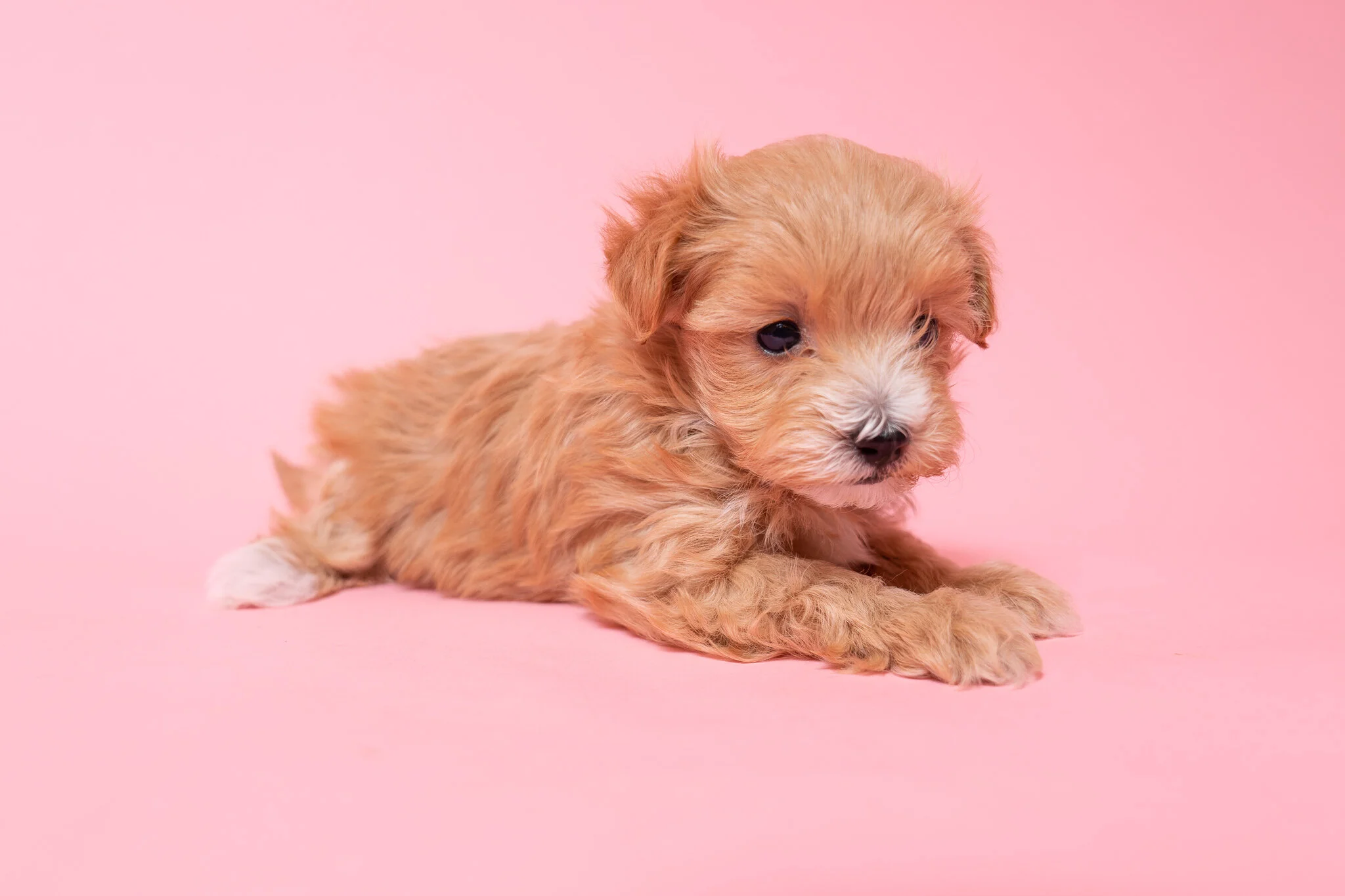 maltipoo hypoallergenic dogs