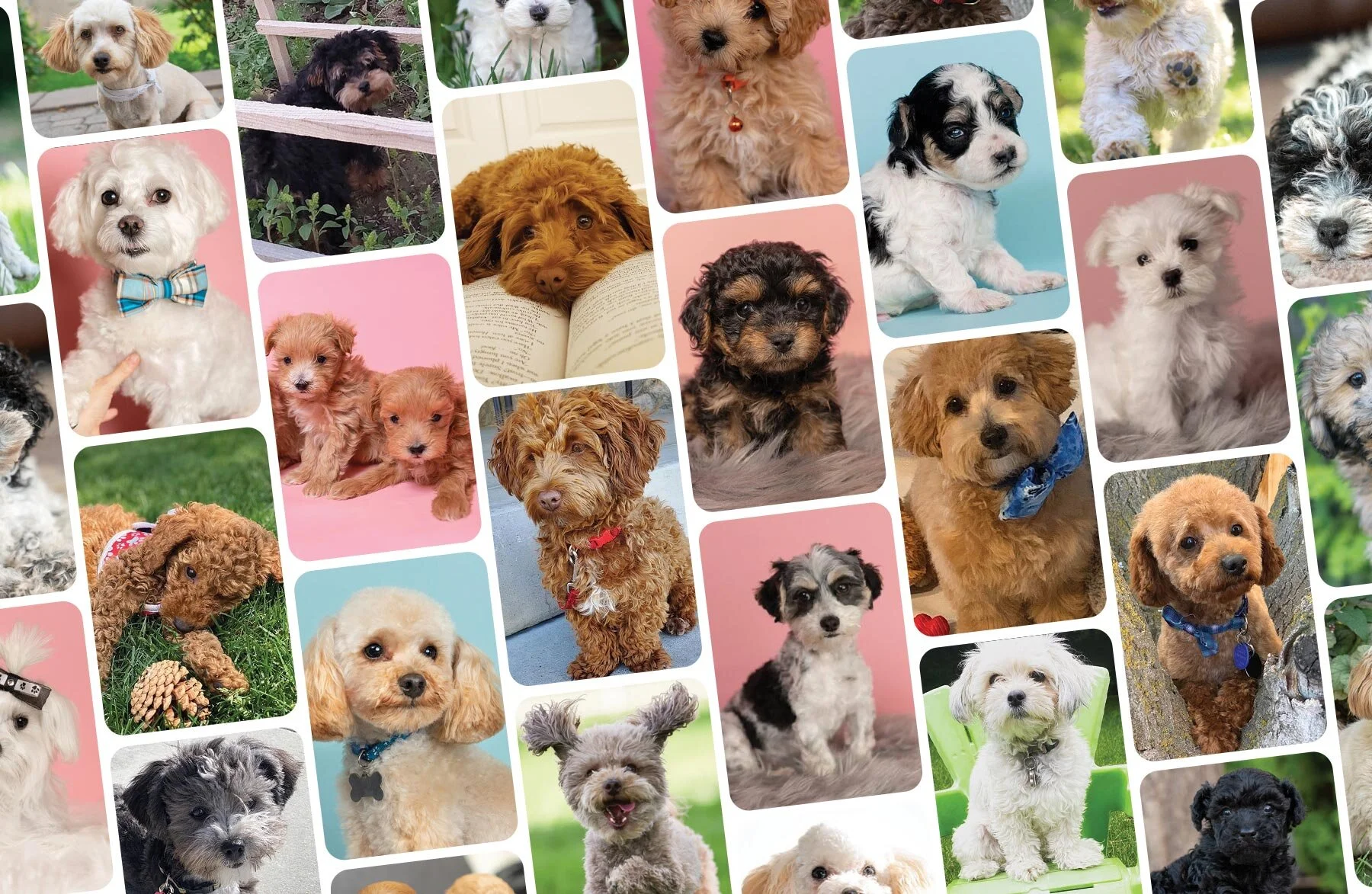 maltipoo poodle for sale