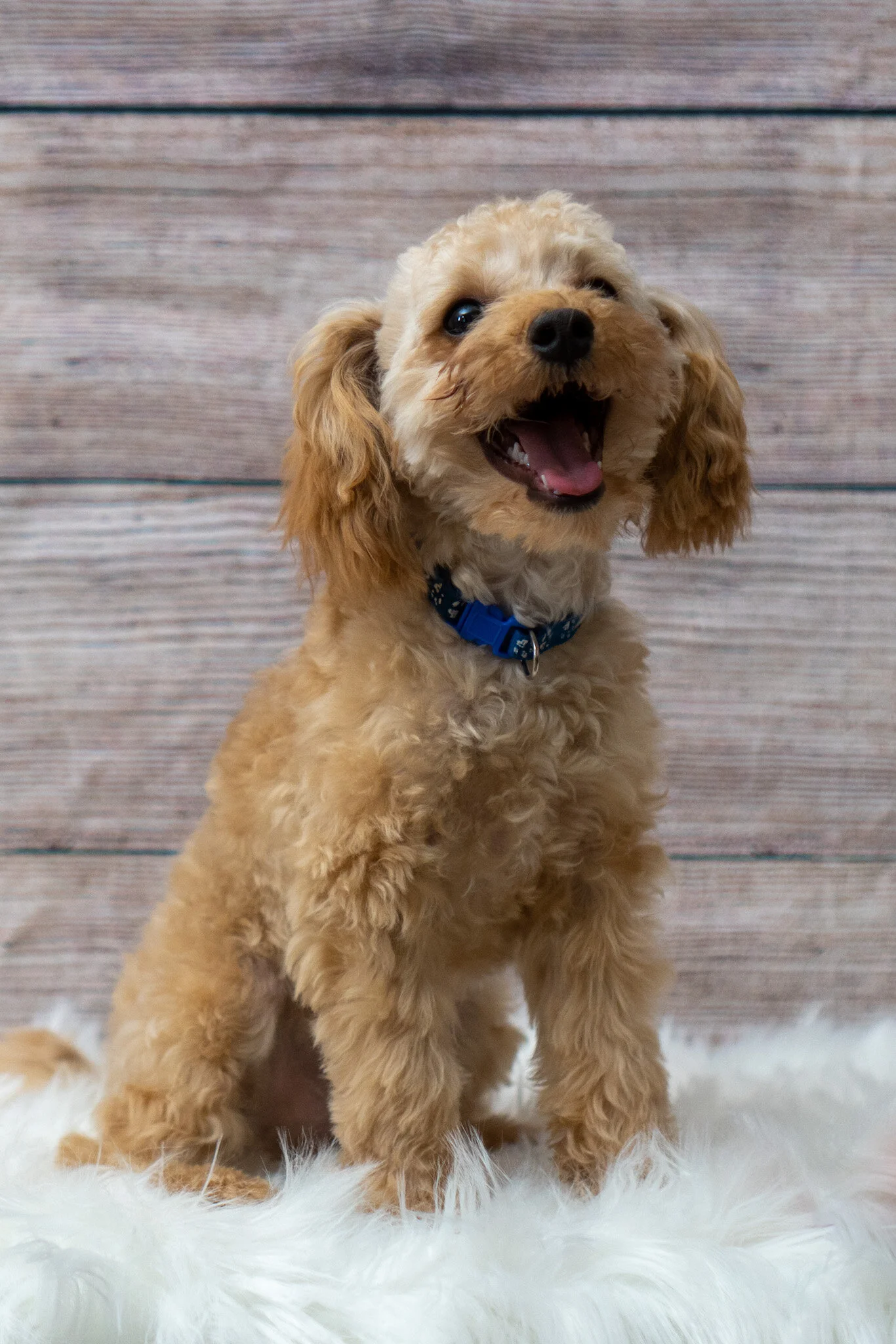 pain pills safe for dogs