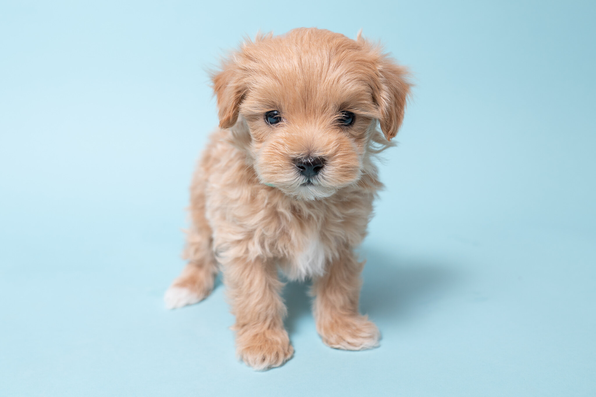 maltipoo puppies price range