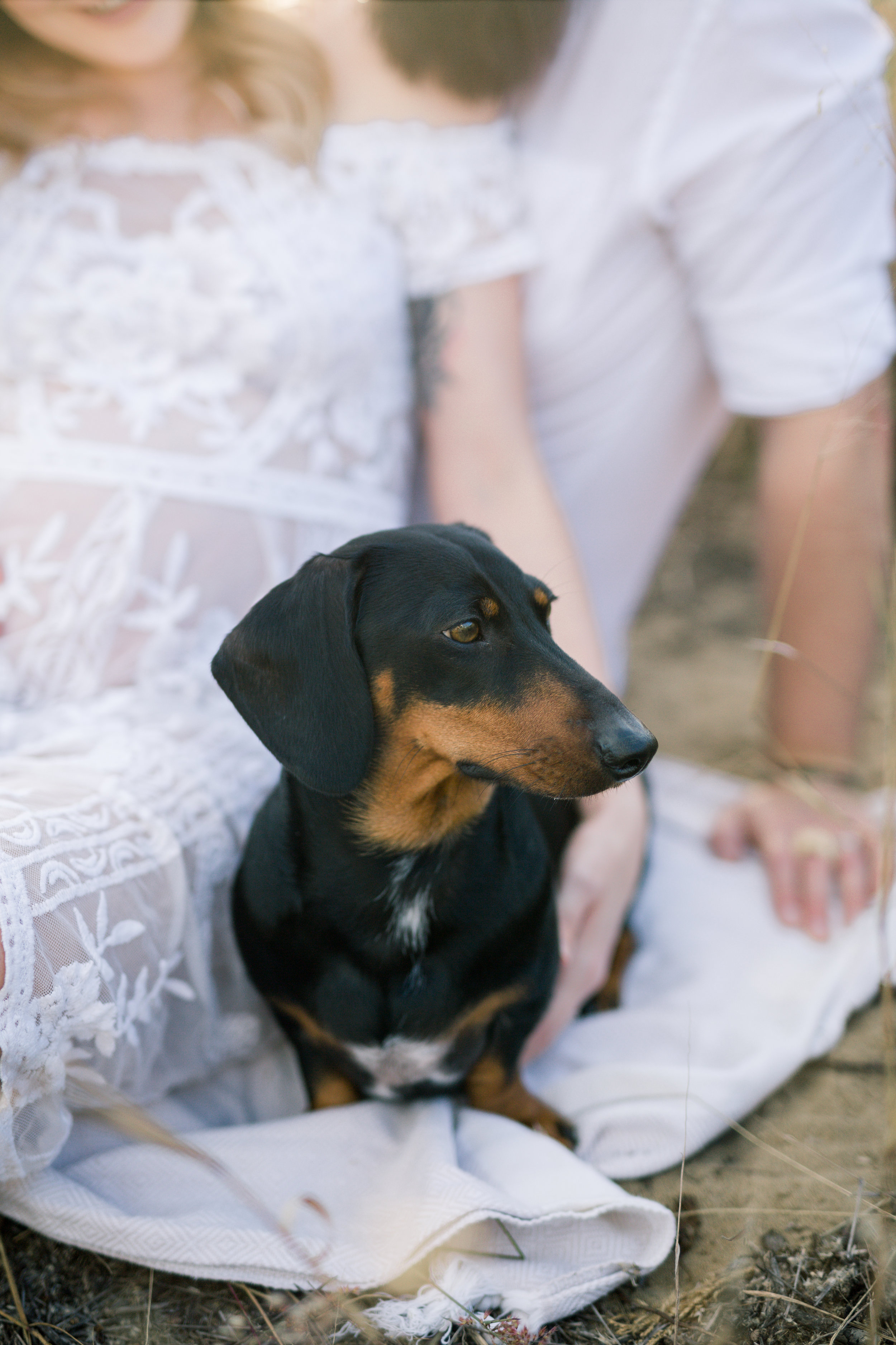 sausage dog sitting on a picnic rug