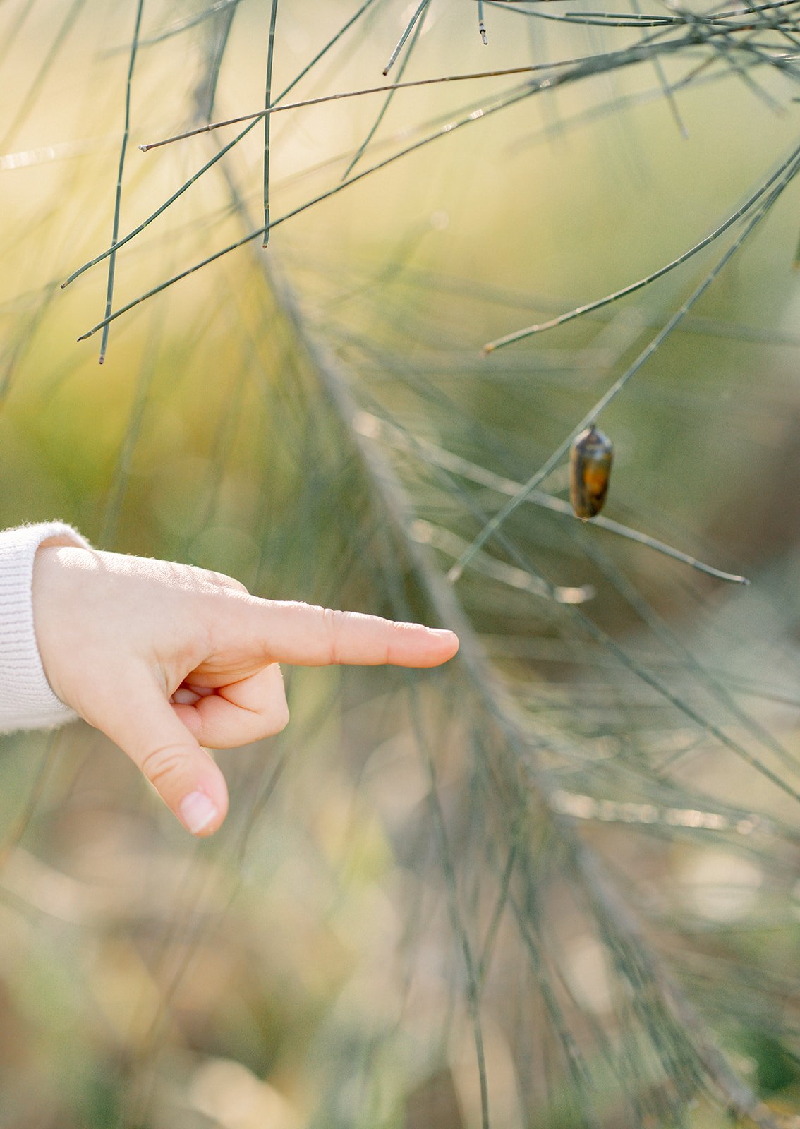 Child's hand pointing to nature