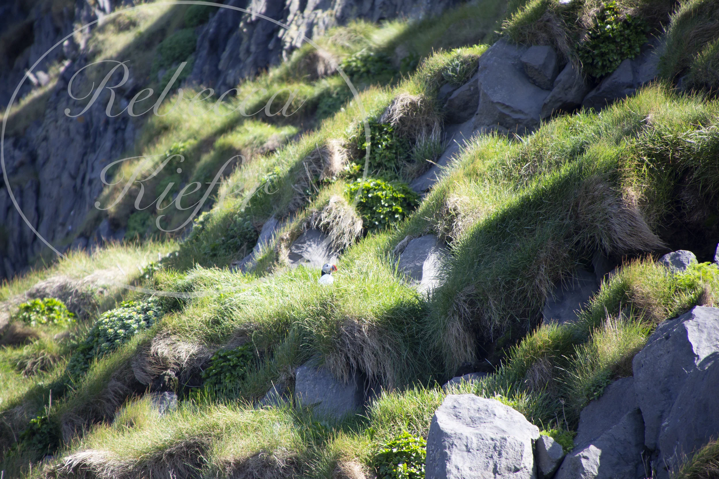 puffin (watermark).jpg