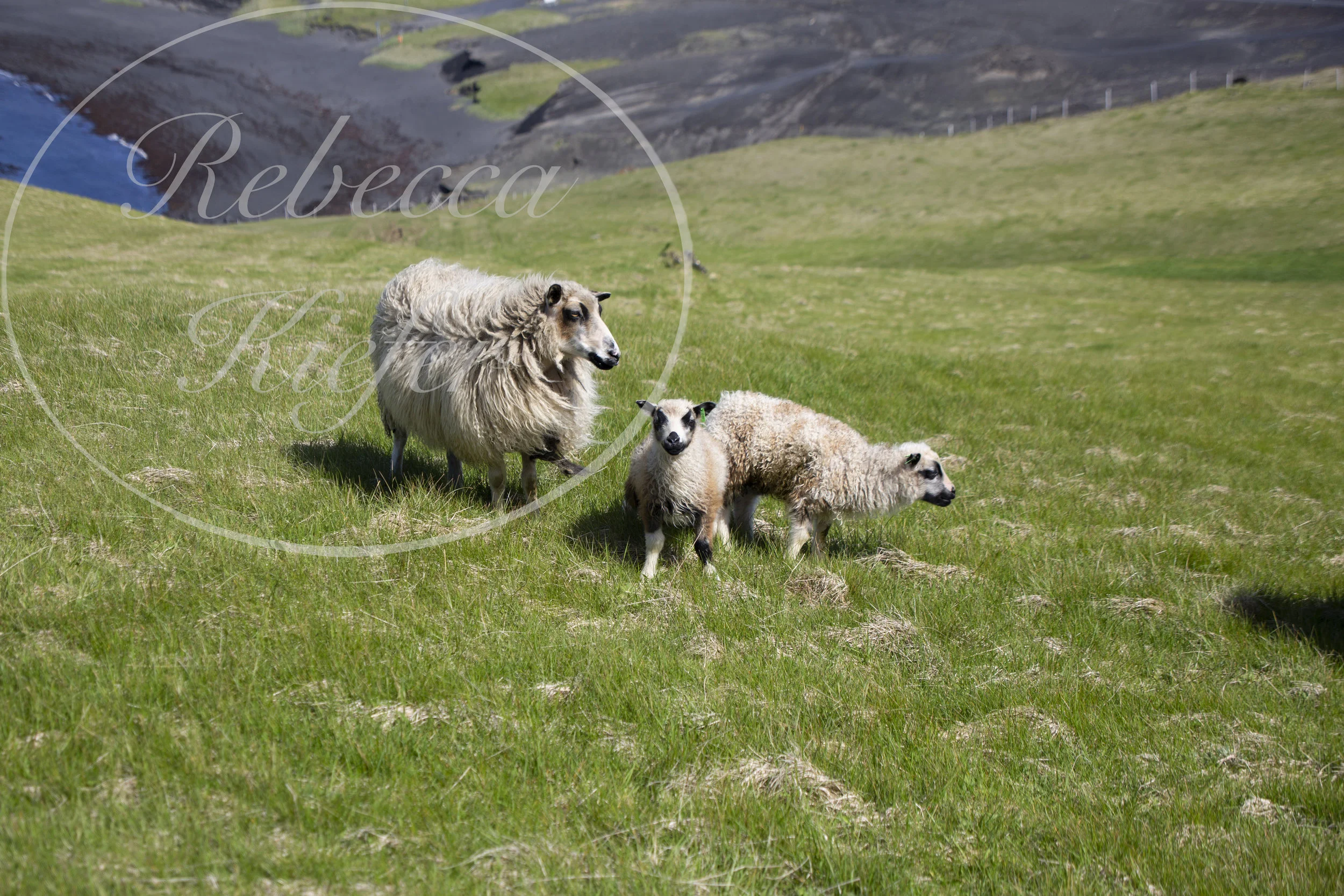 sheep (watermark).jpg
