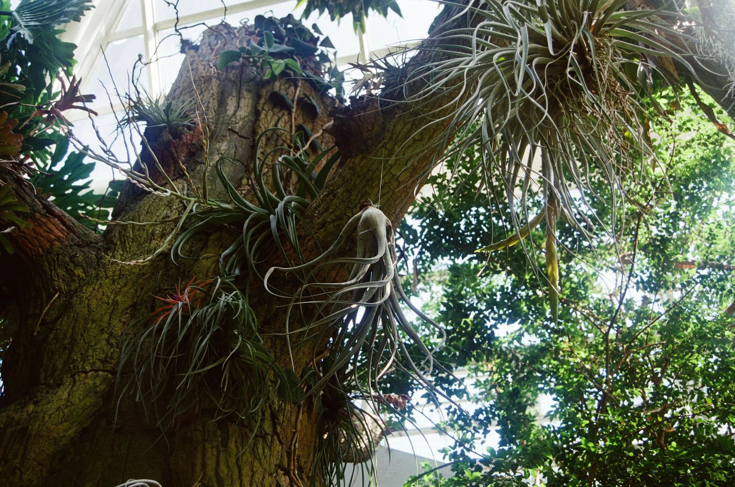 air plants.jpg