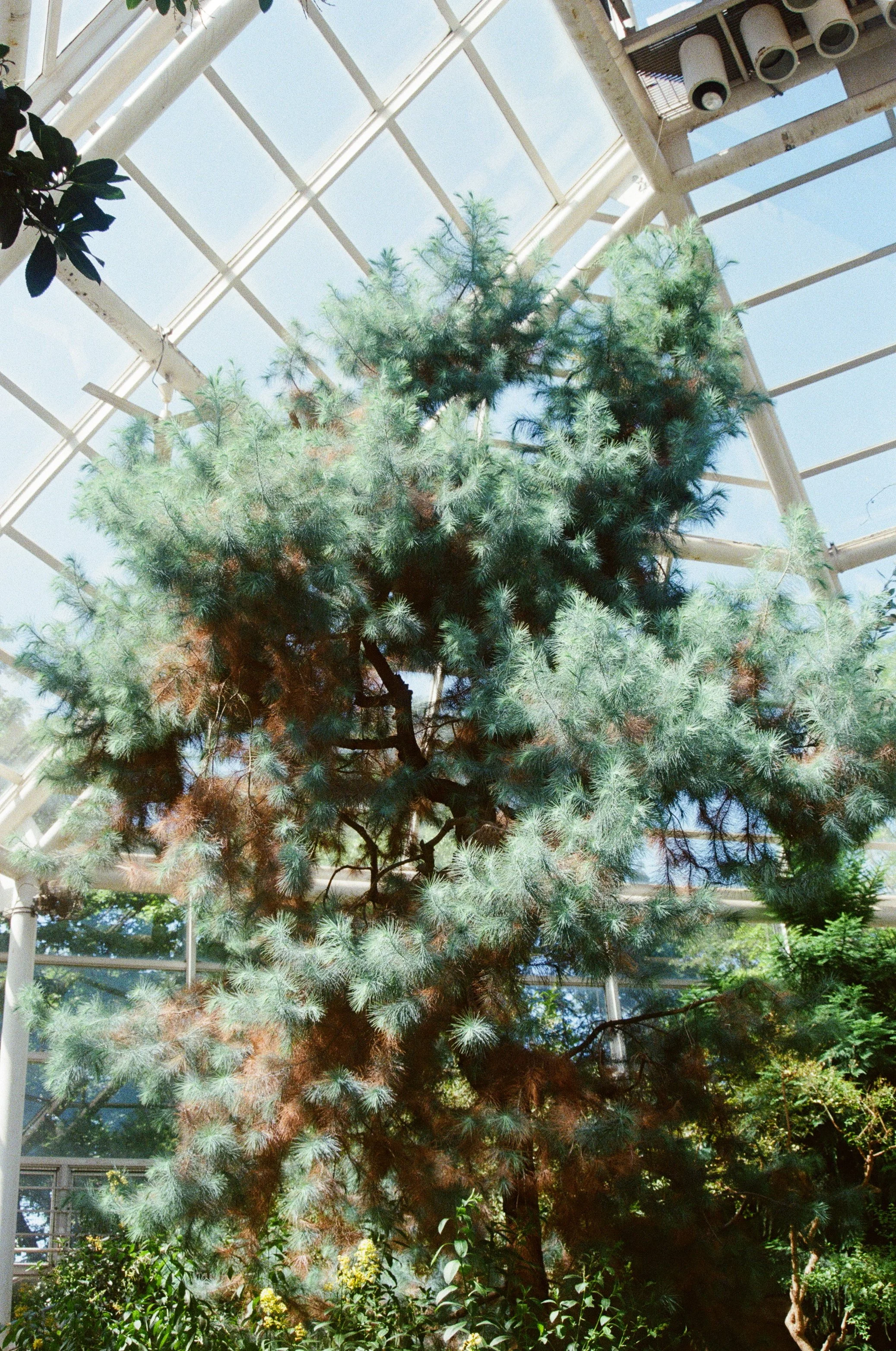 fuzzy tree.jpg