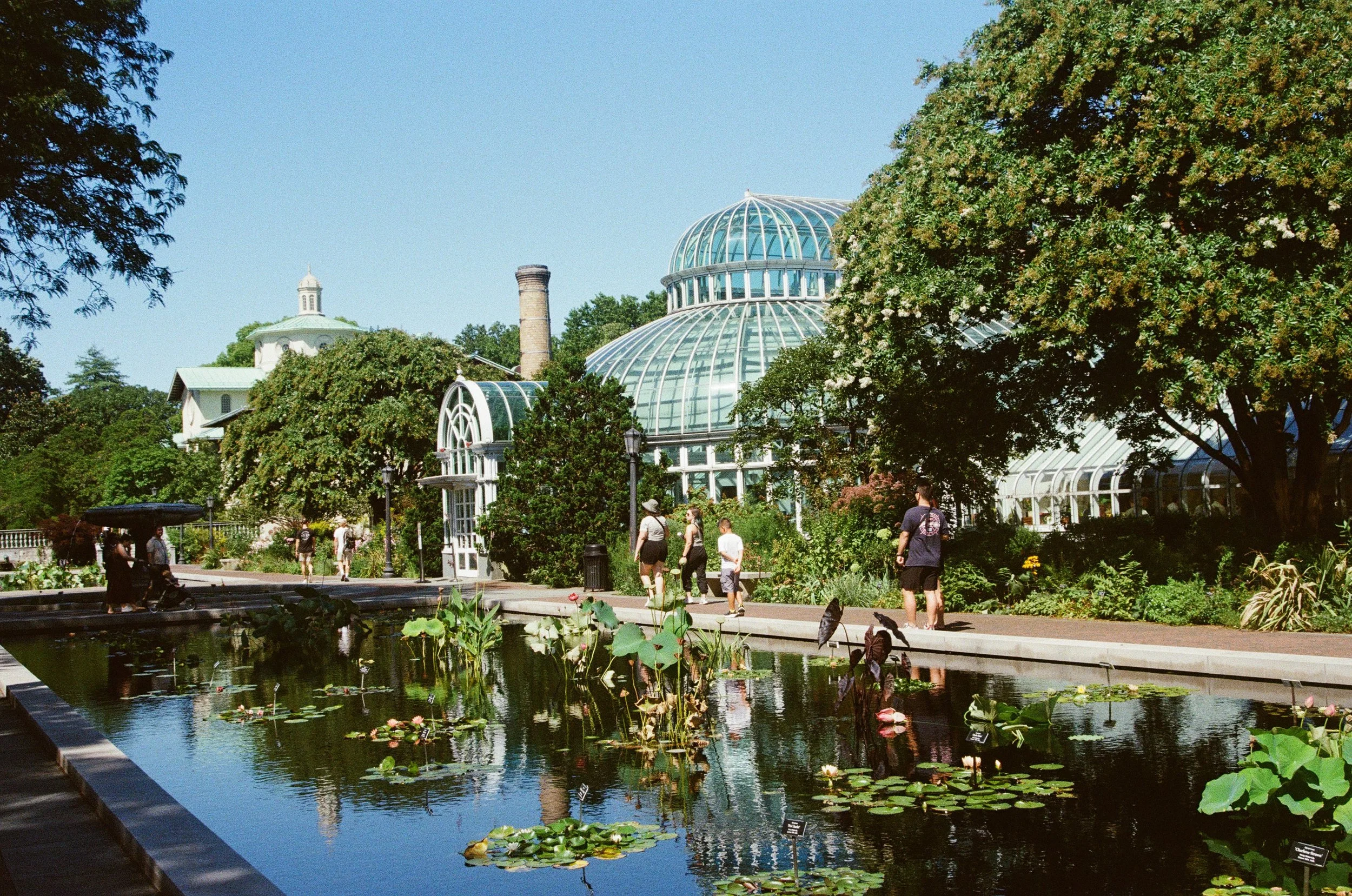 lily pads.jpg