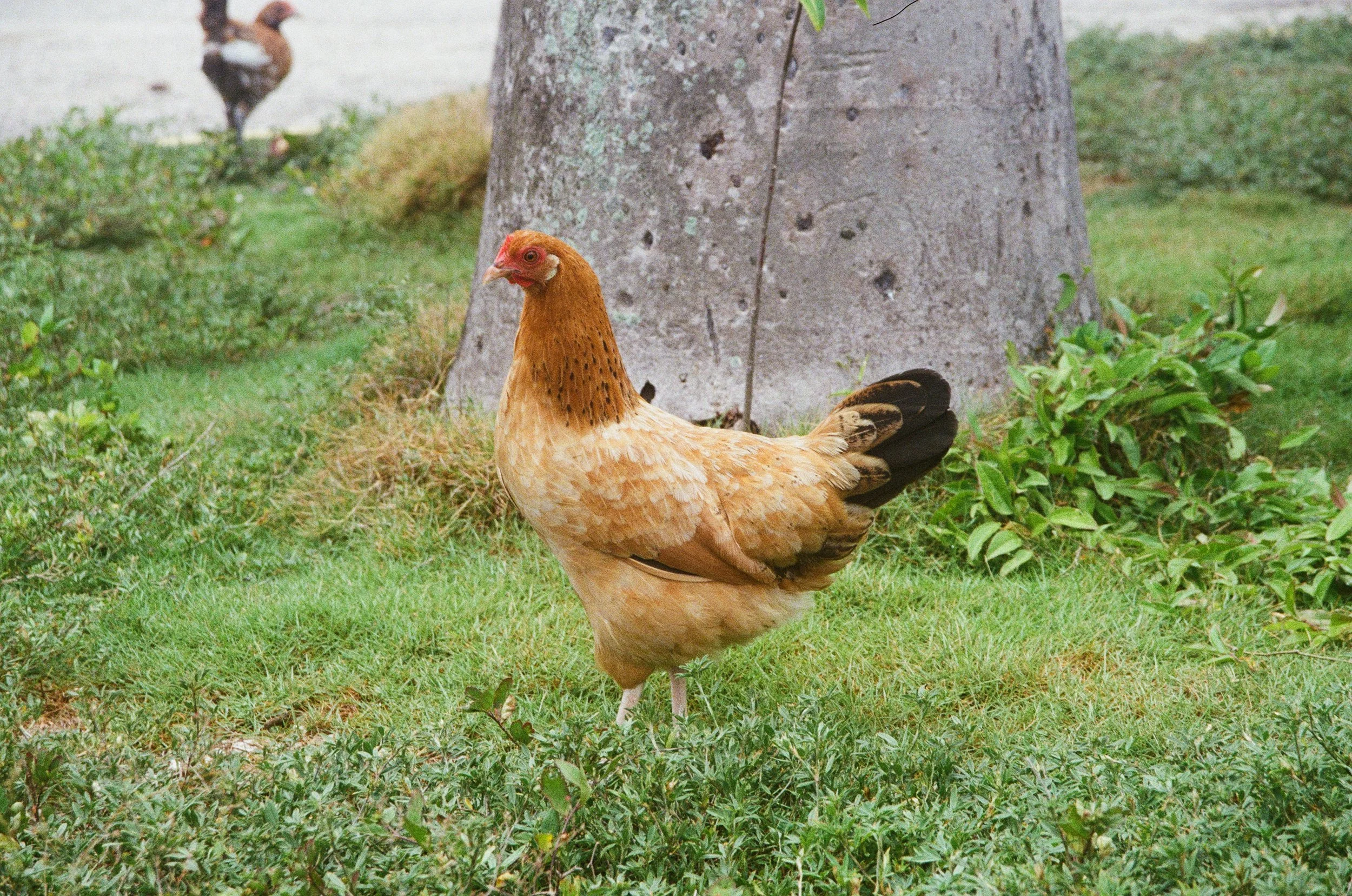 orange chick.jpg
