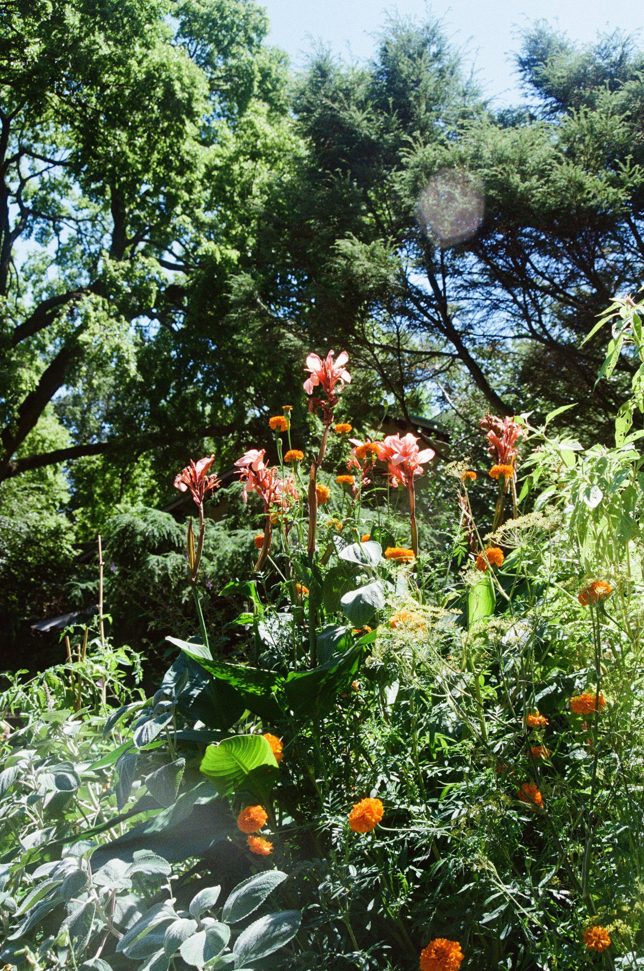 pink and yellow flowers.jpg