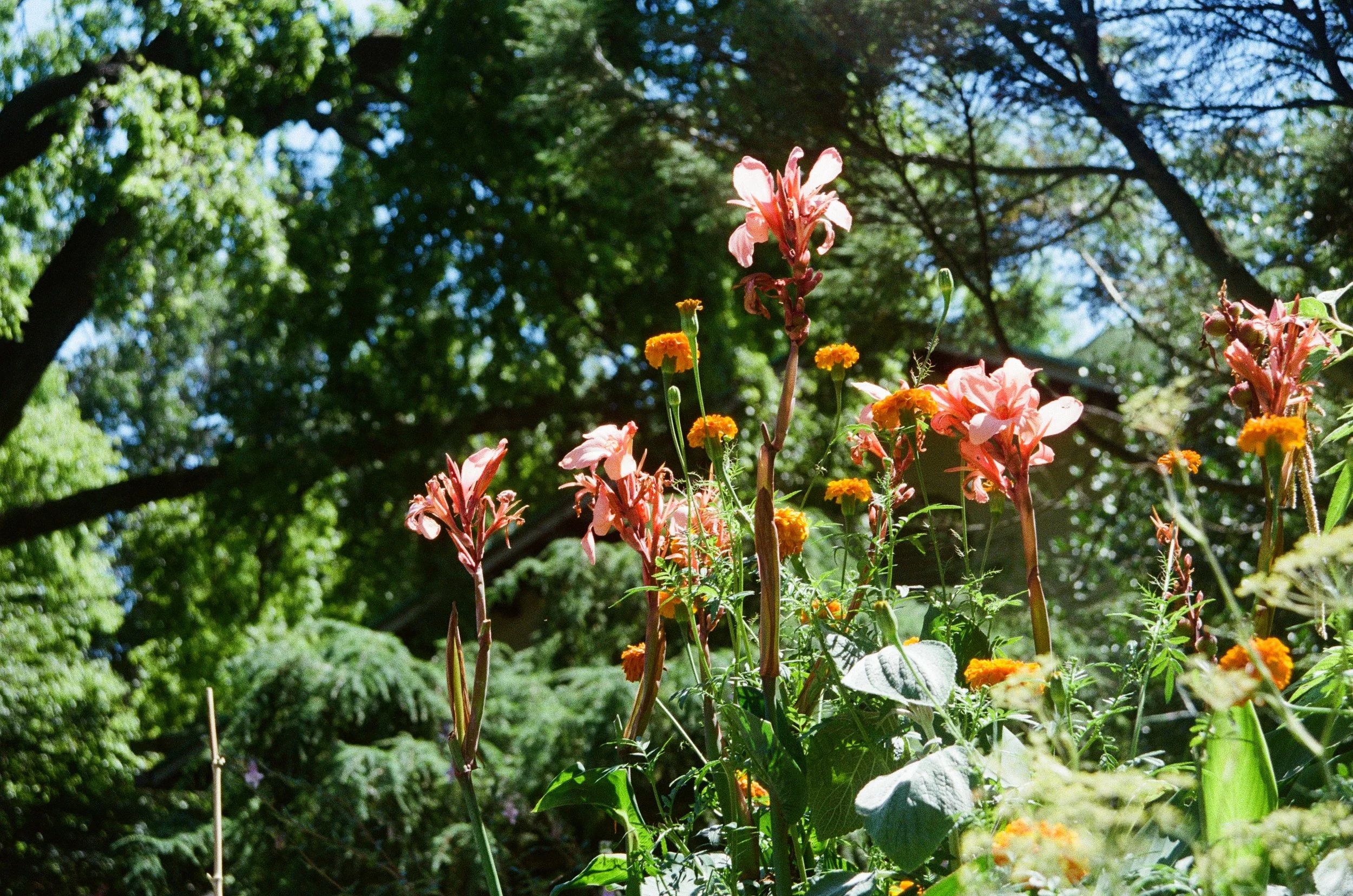 pink flowers.jpg