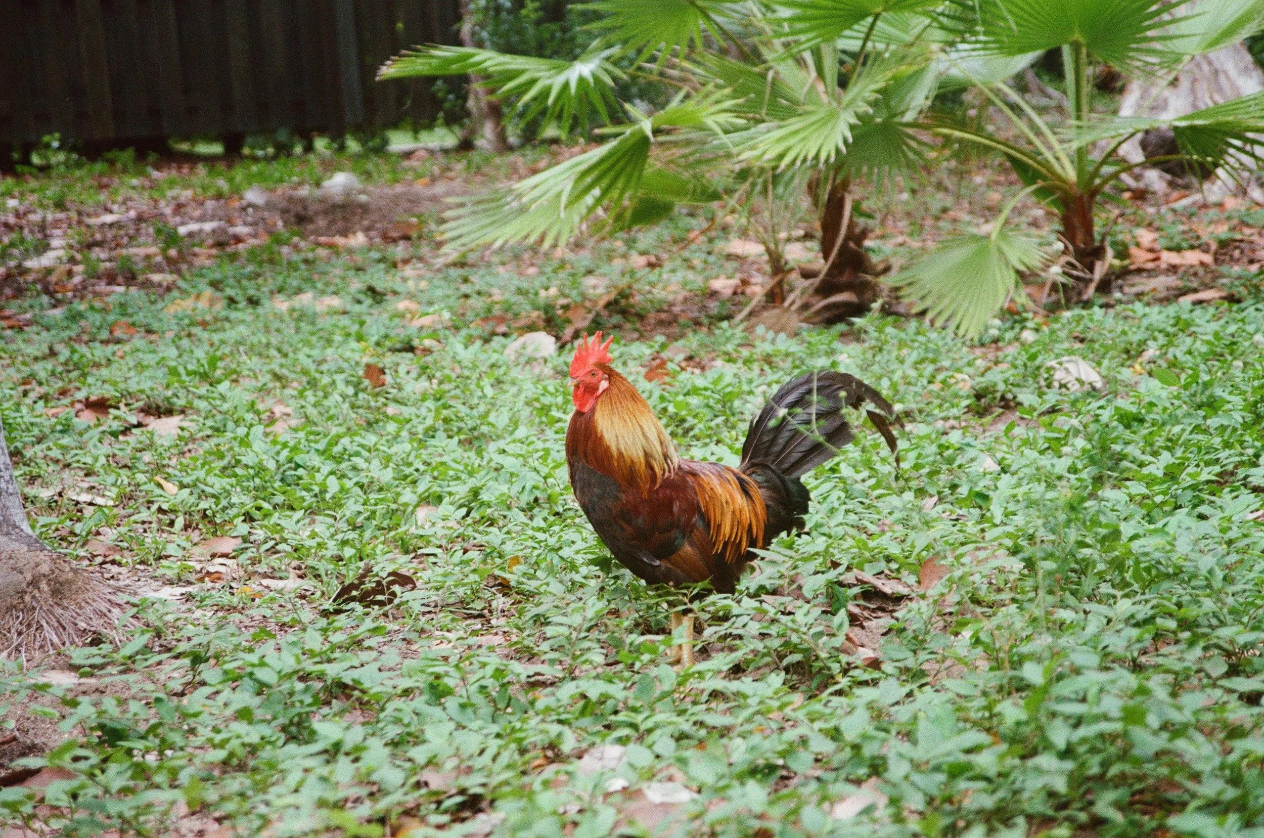 rooster 2.jpg