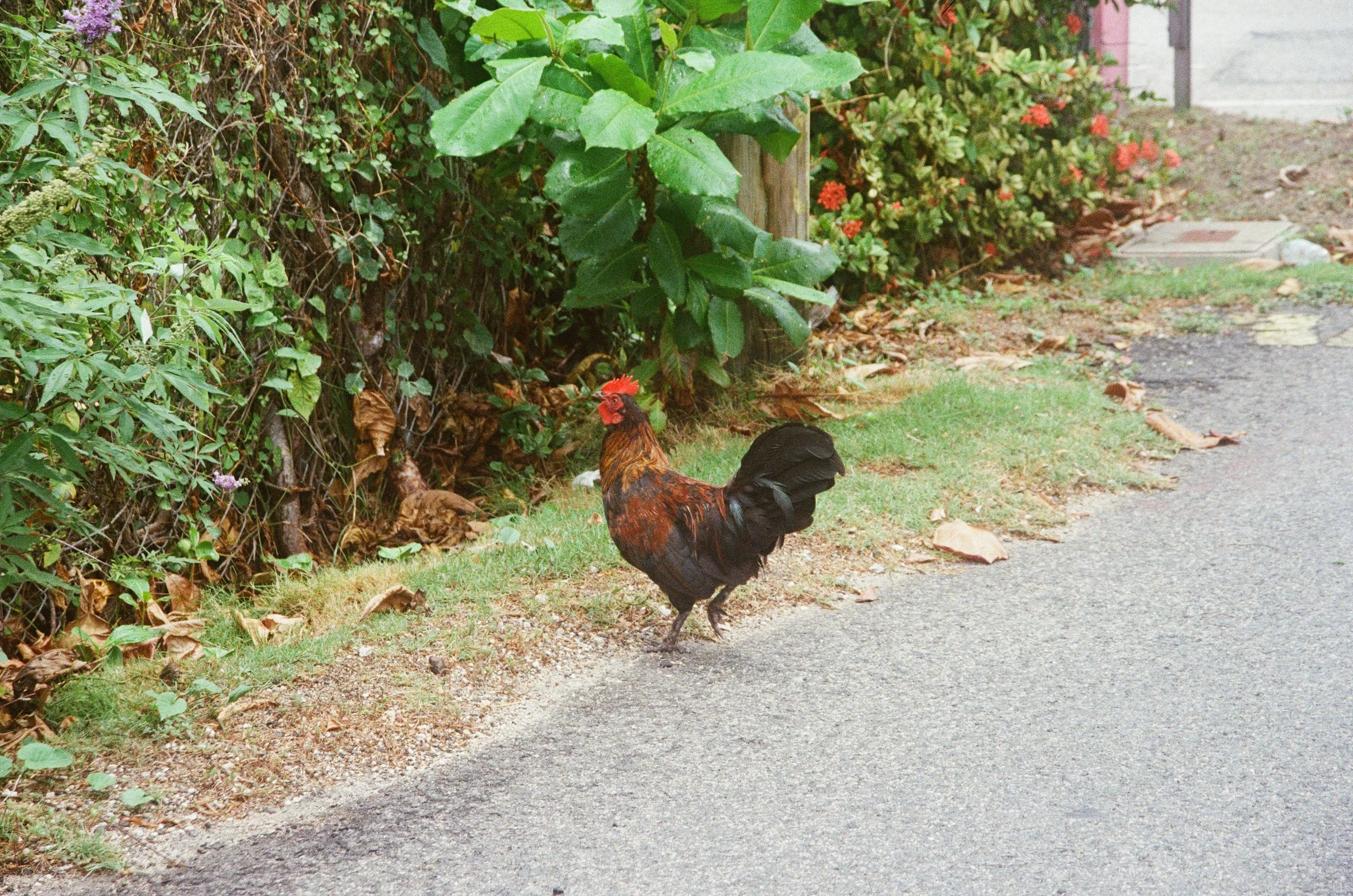 rooster.jpg