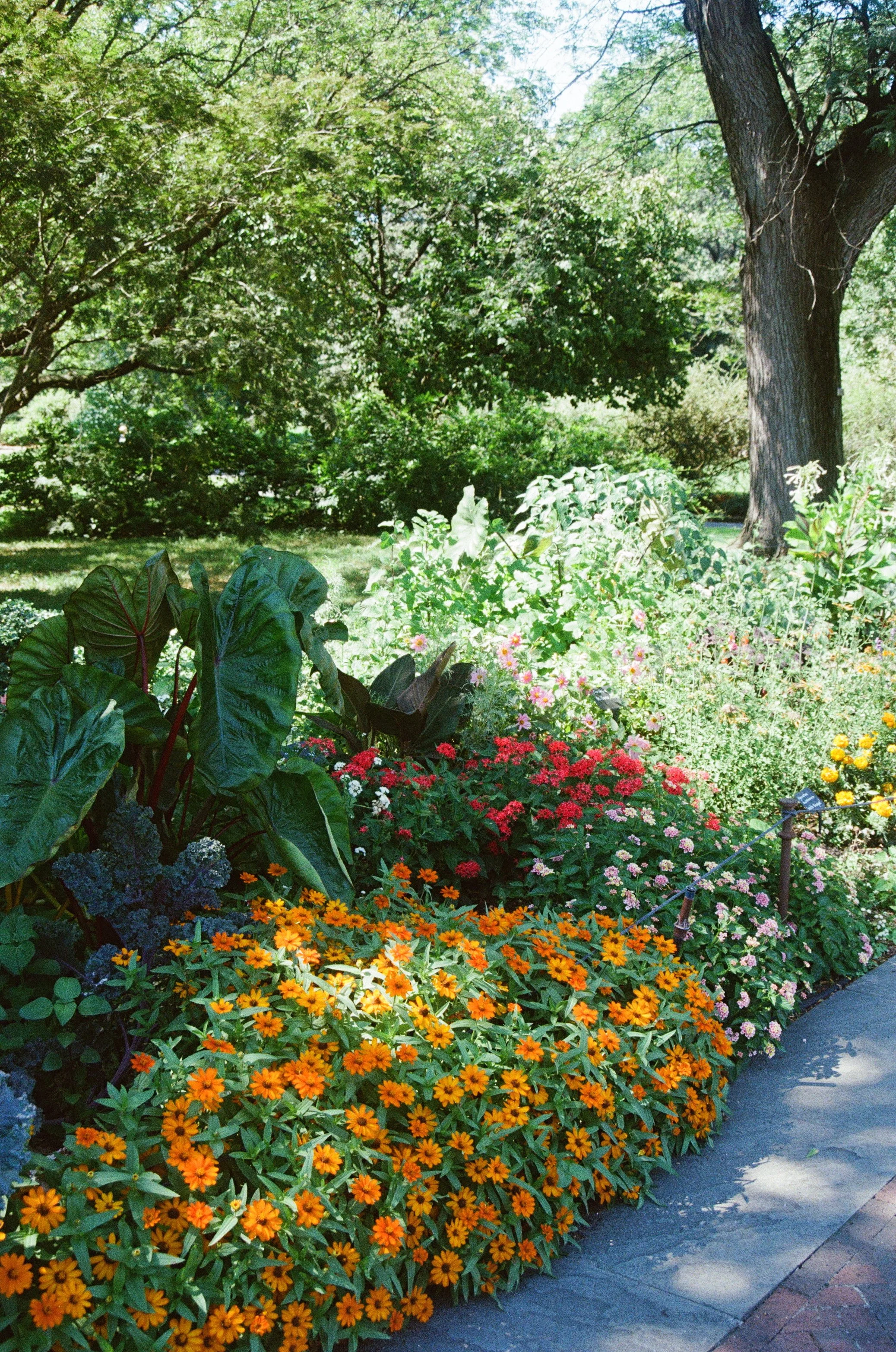 yellow flowers 2.jpg