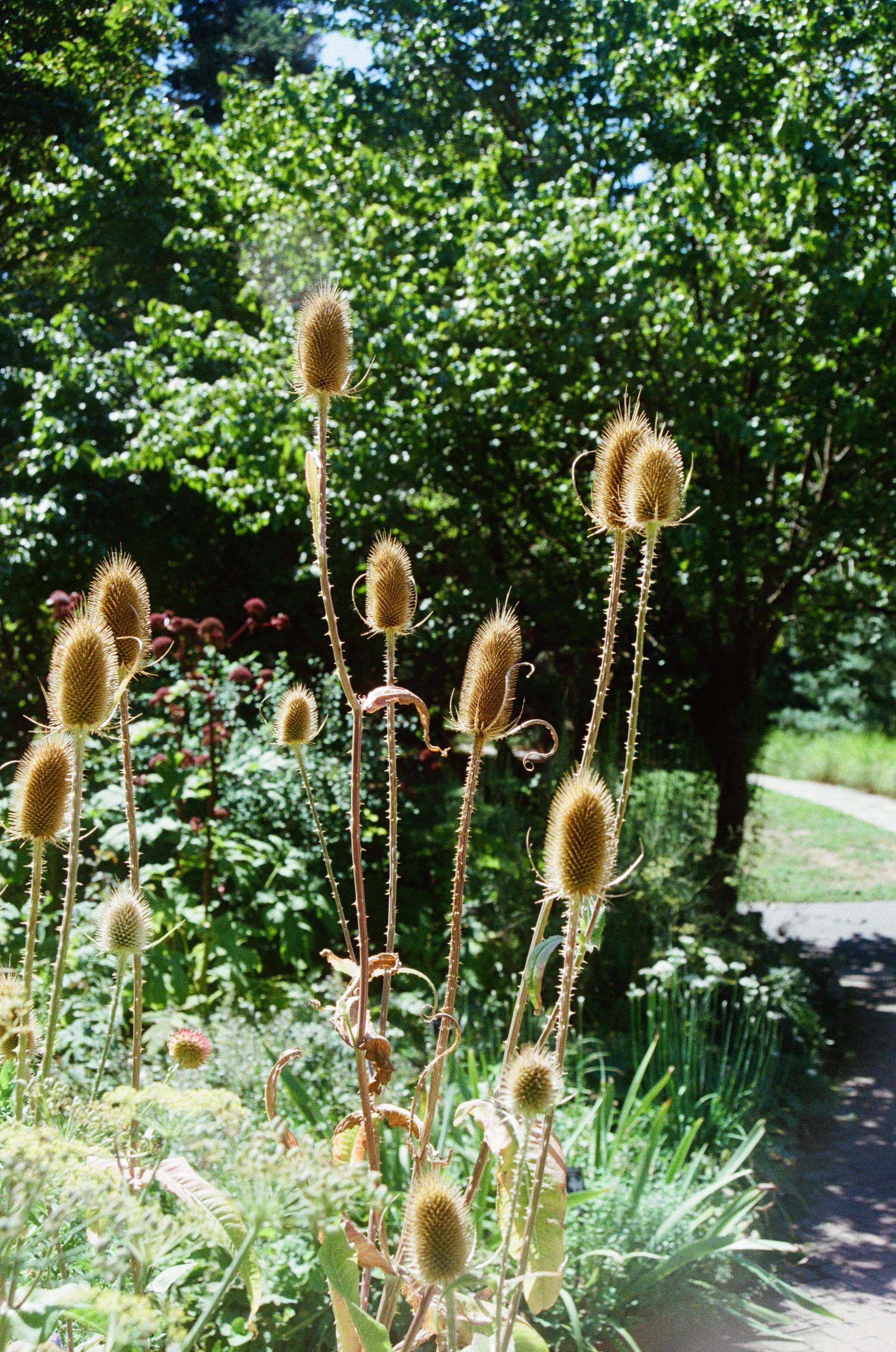 yellow flowers.jpg