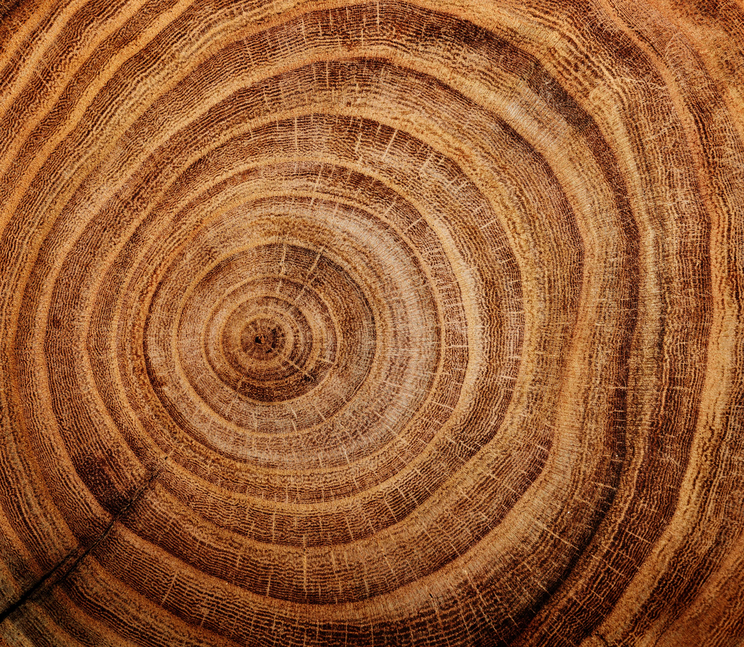 shutterstock_394723516.jpg