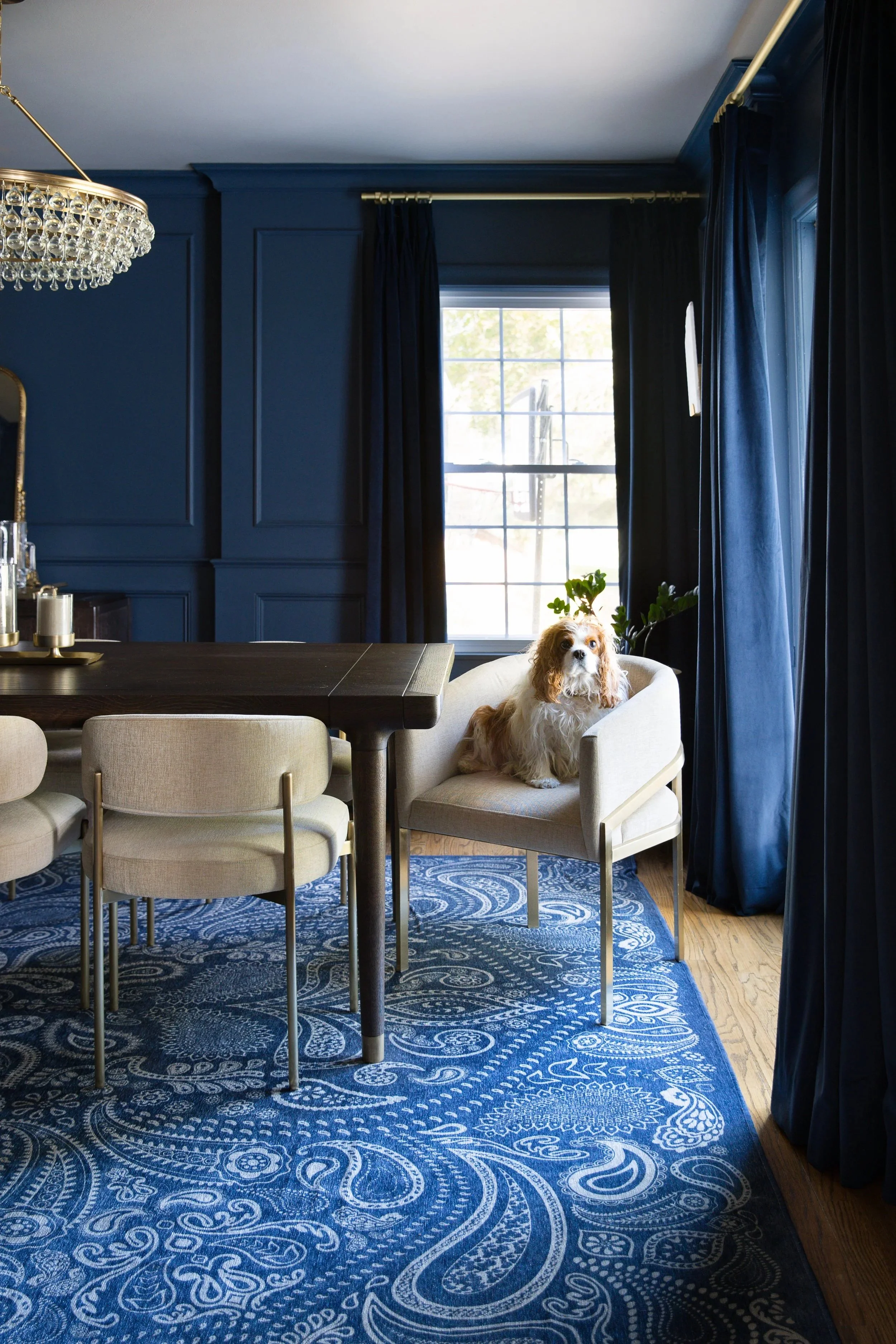 A dining room with dark blue walls and matching curtains. There is a large window letting in natural light. A chandelier hangs from the ceiling. A beige armchair with a dog sitting on it is positioned near the window. The floor has a blue patterned r