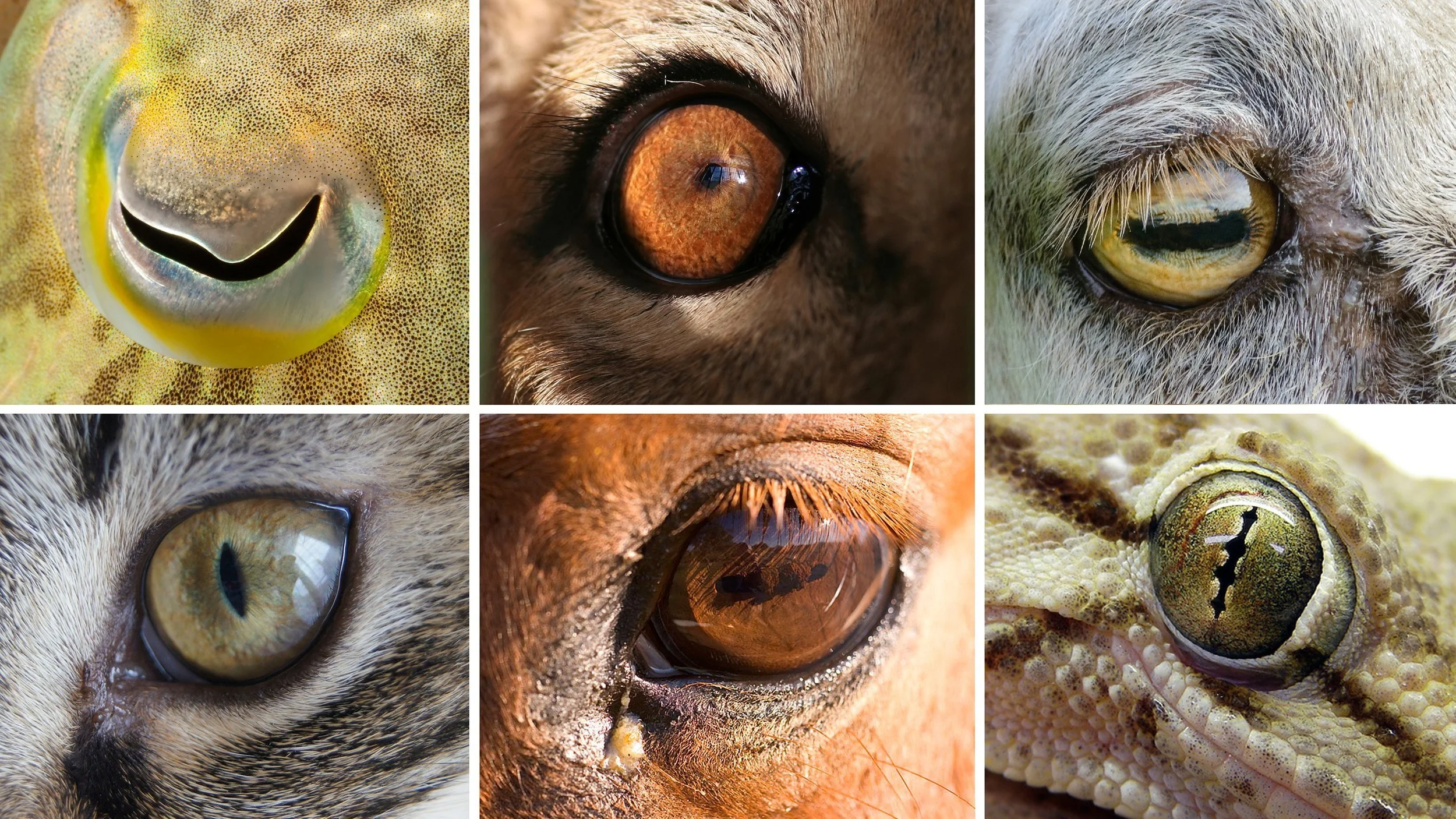 JEEPERS! THE BEST PEEPERS FROM CREEPERS AND OTHER LAND ANIMALS