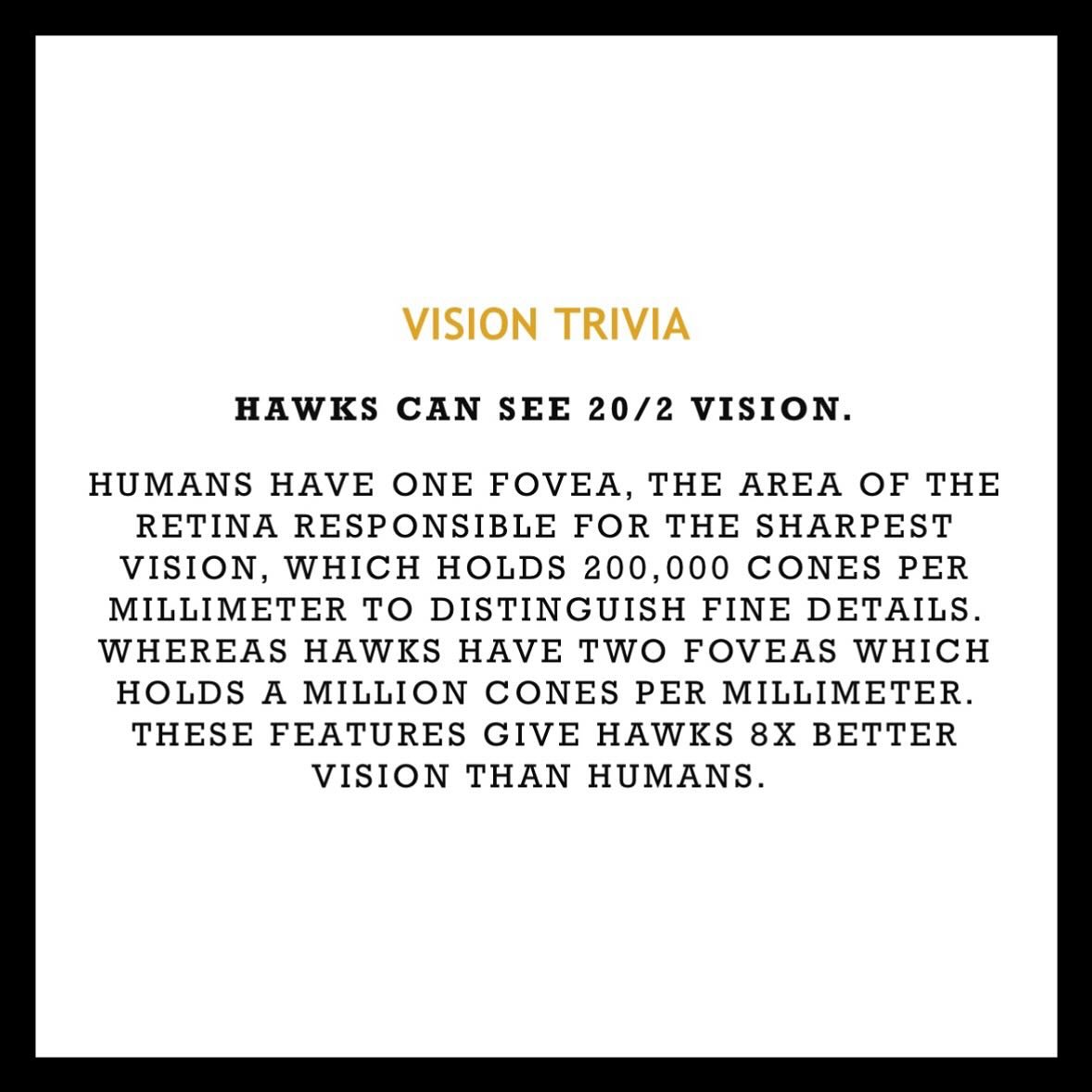 Ever wonder how the saying &ldquo;eyes like a hawk&rdquo; came about?! Hawks have retinas that give them the ability to see incredibly fine details. They can see things 20 feet away that we, mere humans, need to be 2 feet from to notice! 👀 #funfactf