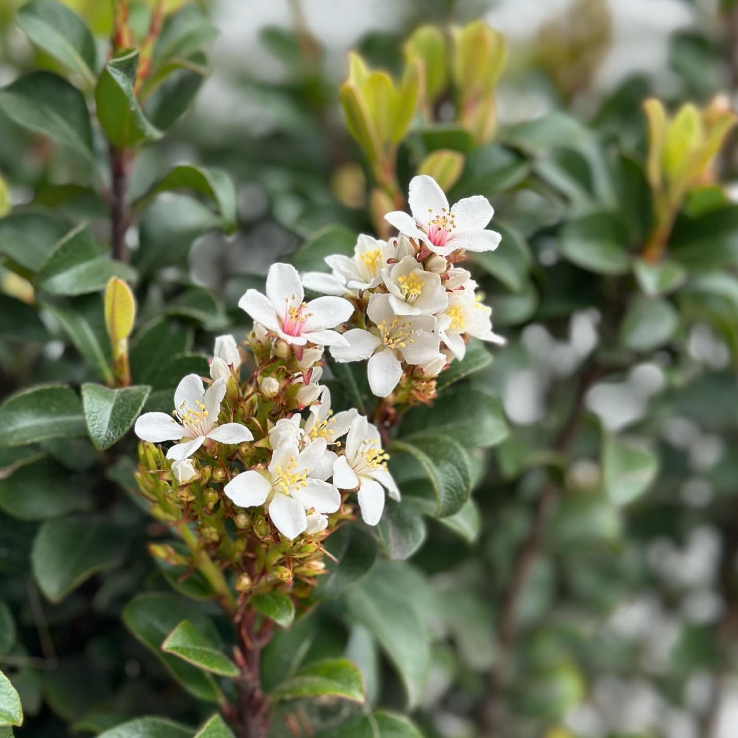 Spring has sprung here in SoCal, as it should after so many rainy days! 🙌🏻🌱 We found this cute little bloom outside our office earlier this week! 🥰 #springtime #springhassprung #bloom #blooming #flowers #eyes #eyeexam #eyeglasses #glasses #sungla