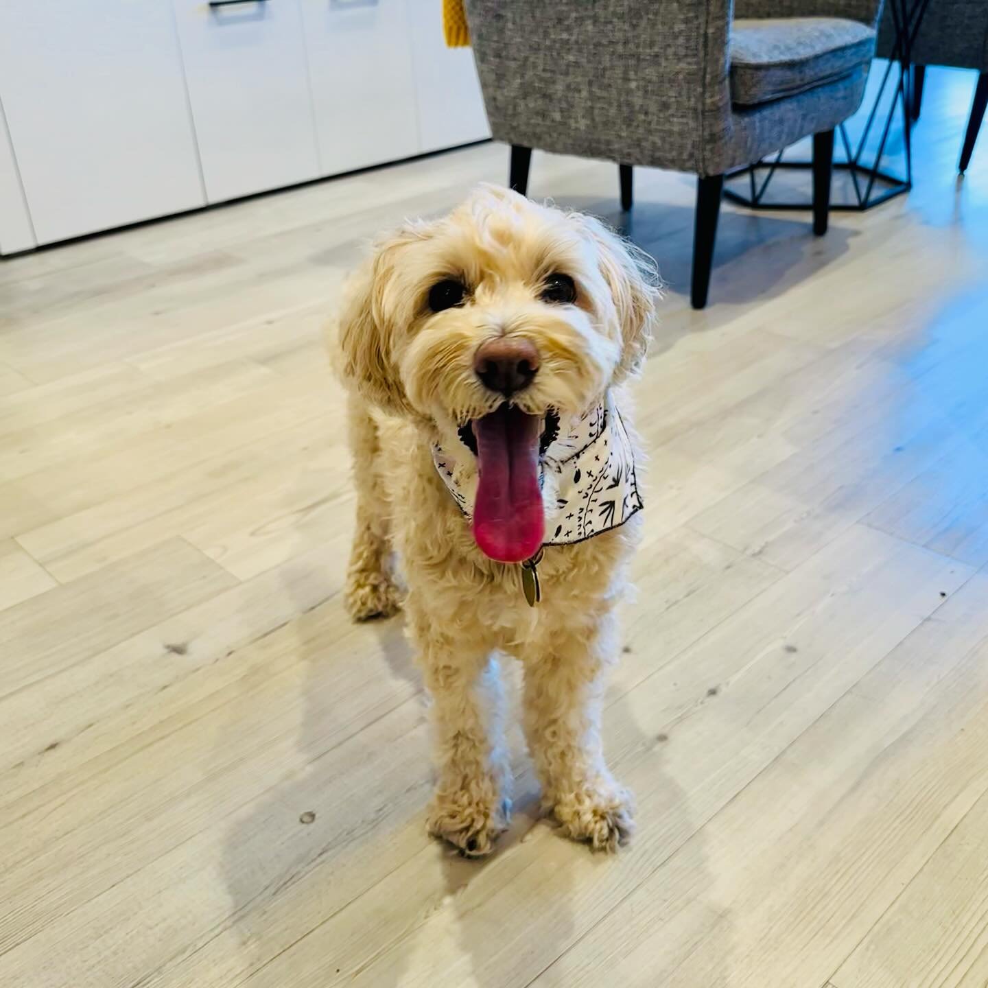 Friday vibes! 🐶🐾🙌🏻 #fridayvibes #minicooperbovy #littlefurryemployee
#eyes #eyeexam #eyeglasses #glasses #sunglasses #eyedoctor #optometry #optometrist #spectale #spectacles #shopsmall #familyowned #seebetterlookgood #spectacleoptometry