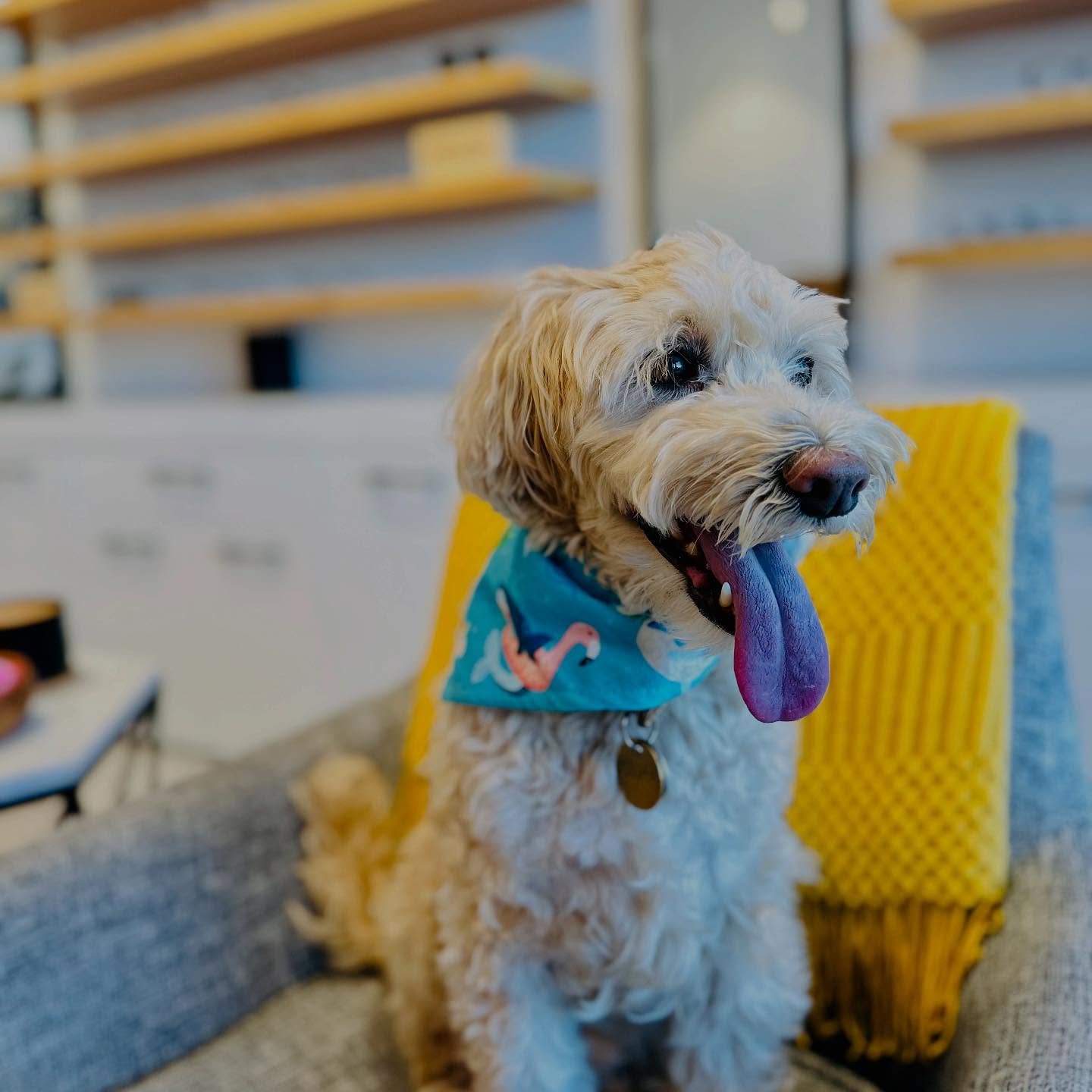 Friday Vibes!! 🙌🏻🐶🐾 #minicooperbovy #furryemployee #eyes #eyeexam #eyeglasses #glasses #sunglasses #eyedoctor #optometry #optometrist #spectale #spectacles #shopsmall #familyowned #seebetterlookgood #spectacleoptometry
