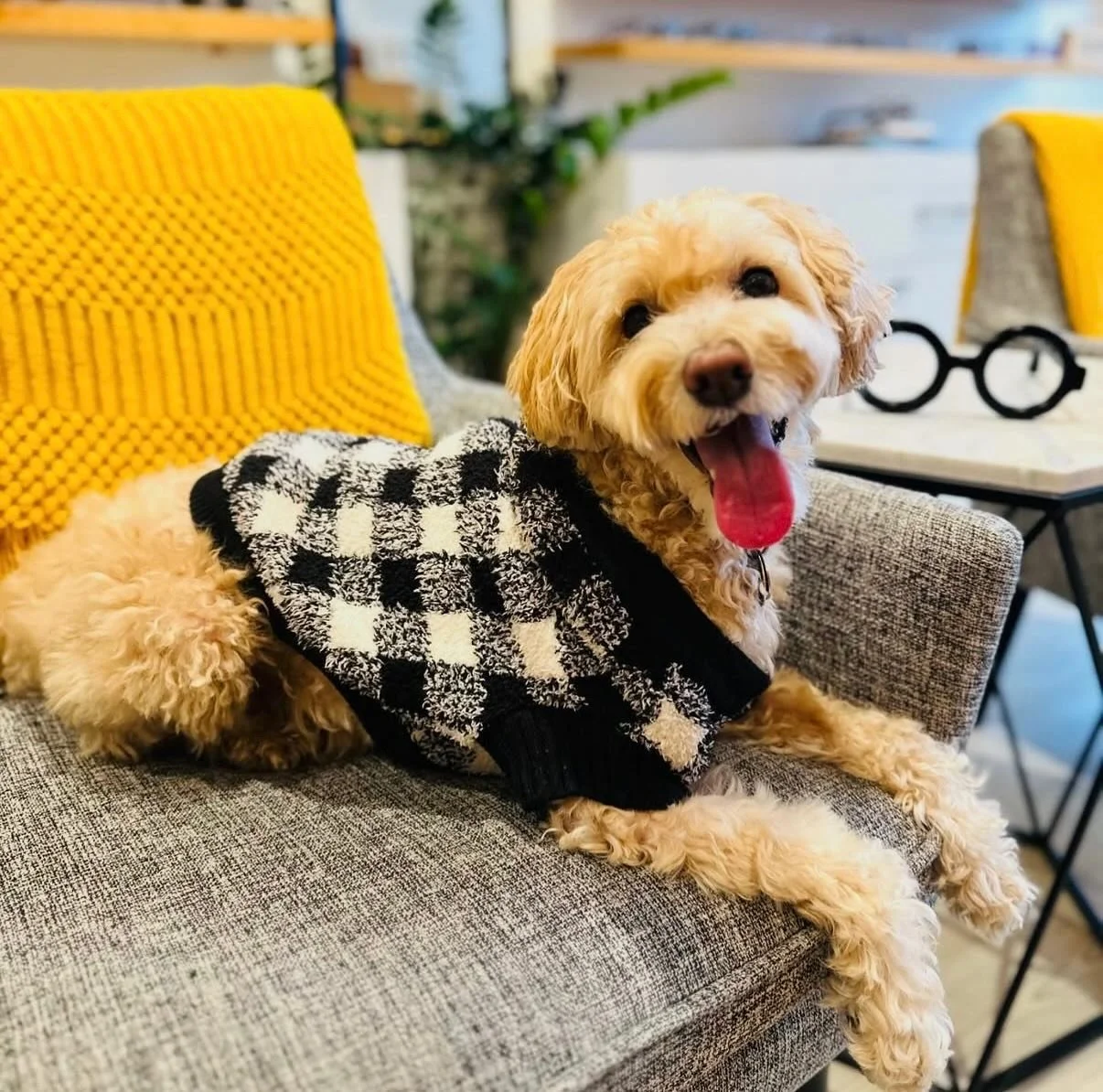 Coop is thoroughly enjoying the brisk weather that has come with the beginning of December! Can you believe it&rsquo;s December already?! And our December schedule is getting pretty full already, too 🤯 If you want to get your eye exam in before 2025