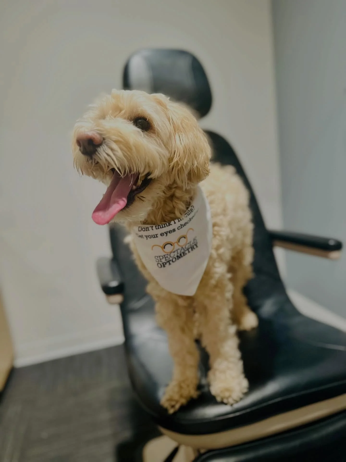 Happy Friday from this cutie! 🐾😍🐶 #furryemployee #minicooperbovy #fridayvibes #shopsmall #spectacleoptometry