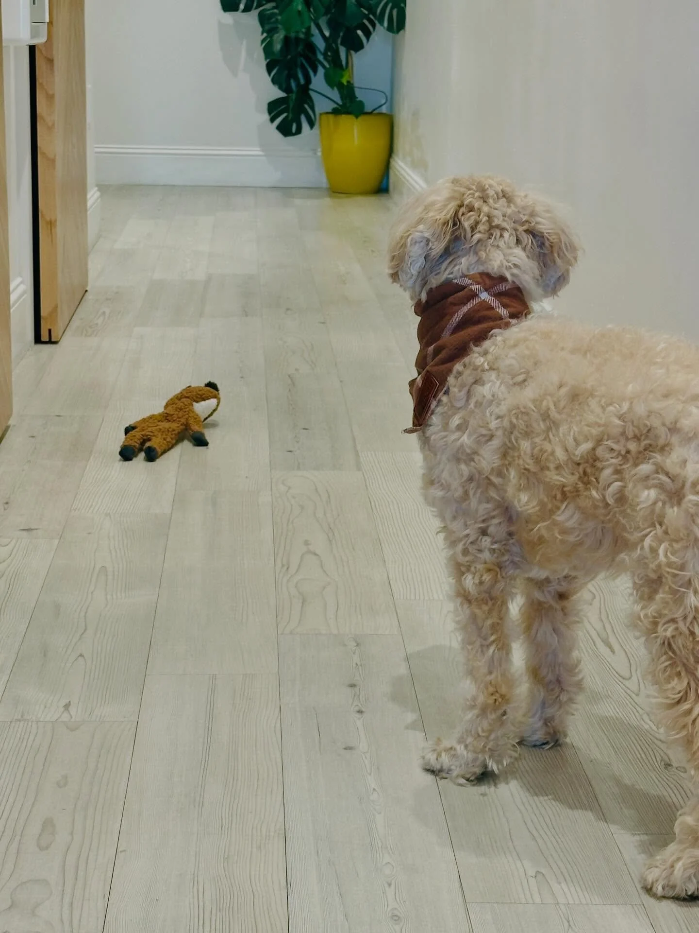 Longing for the weekend like&hellip; #minicooperbovy #furryemployee #isittheweekendyet #shopsmall #spectacleoptometry