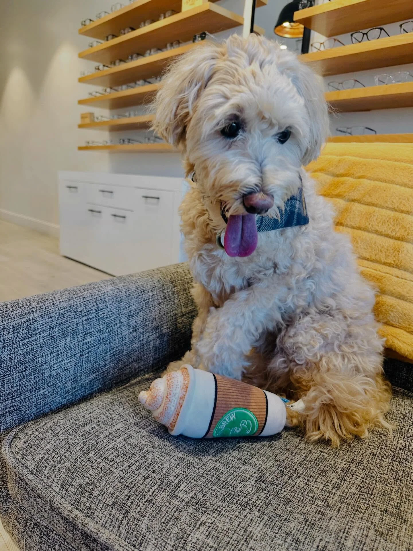 Cooper says it&rsquo;s DEFINITELY a coffee day!! #midweekvibes #coffeemorning#minicooperbovy #furryemployee #spectacleoptometry