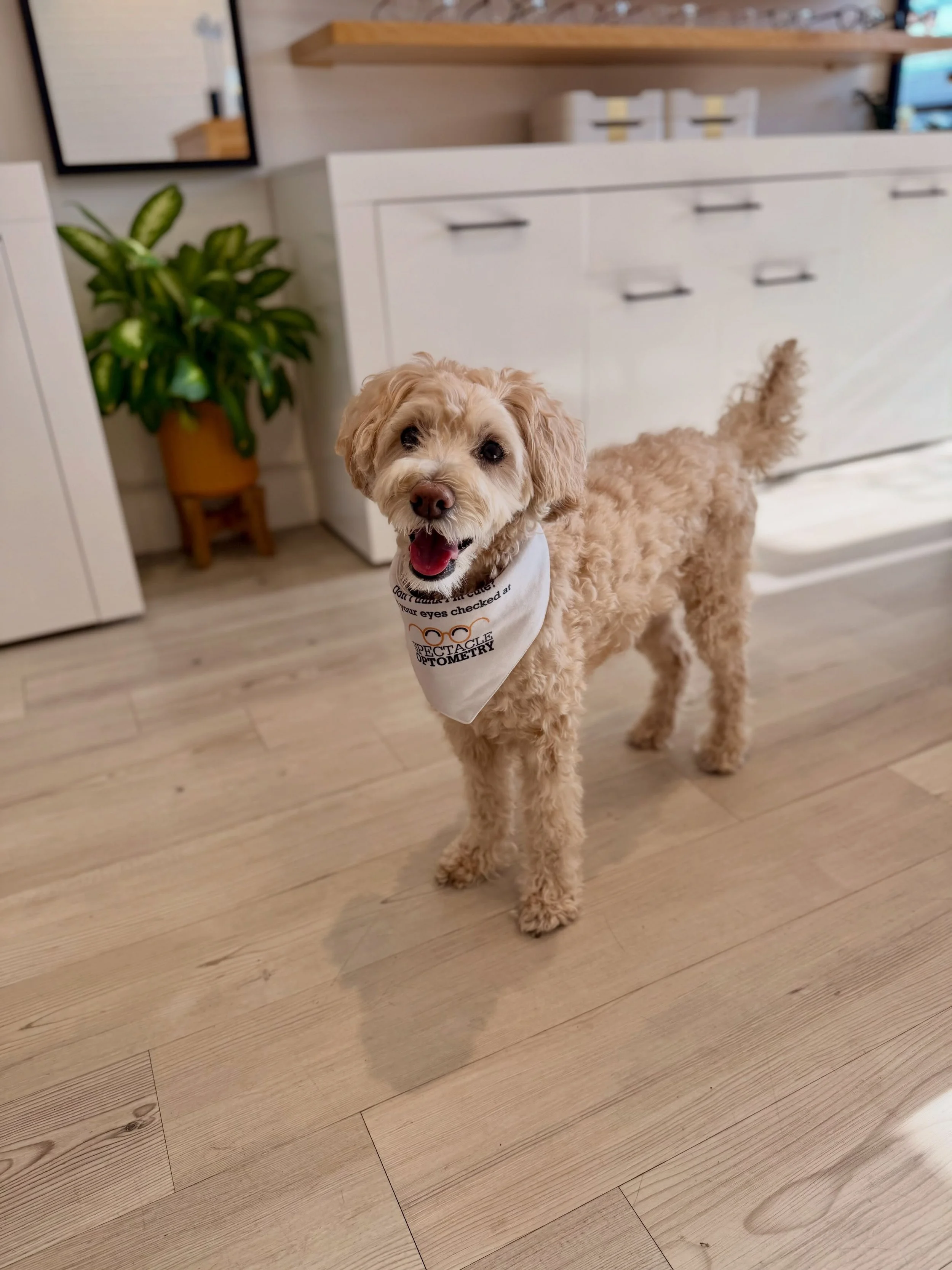 Happy Saturday from this smiley boy! ☀️🙌🏻🐶🐾 #furryemployee #smilingishisfavorite #minicooperbovy #familyowned #spectacleoptometry