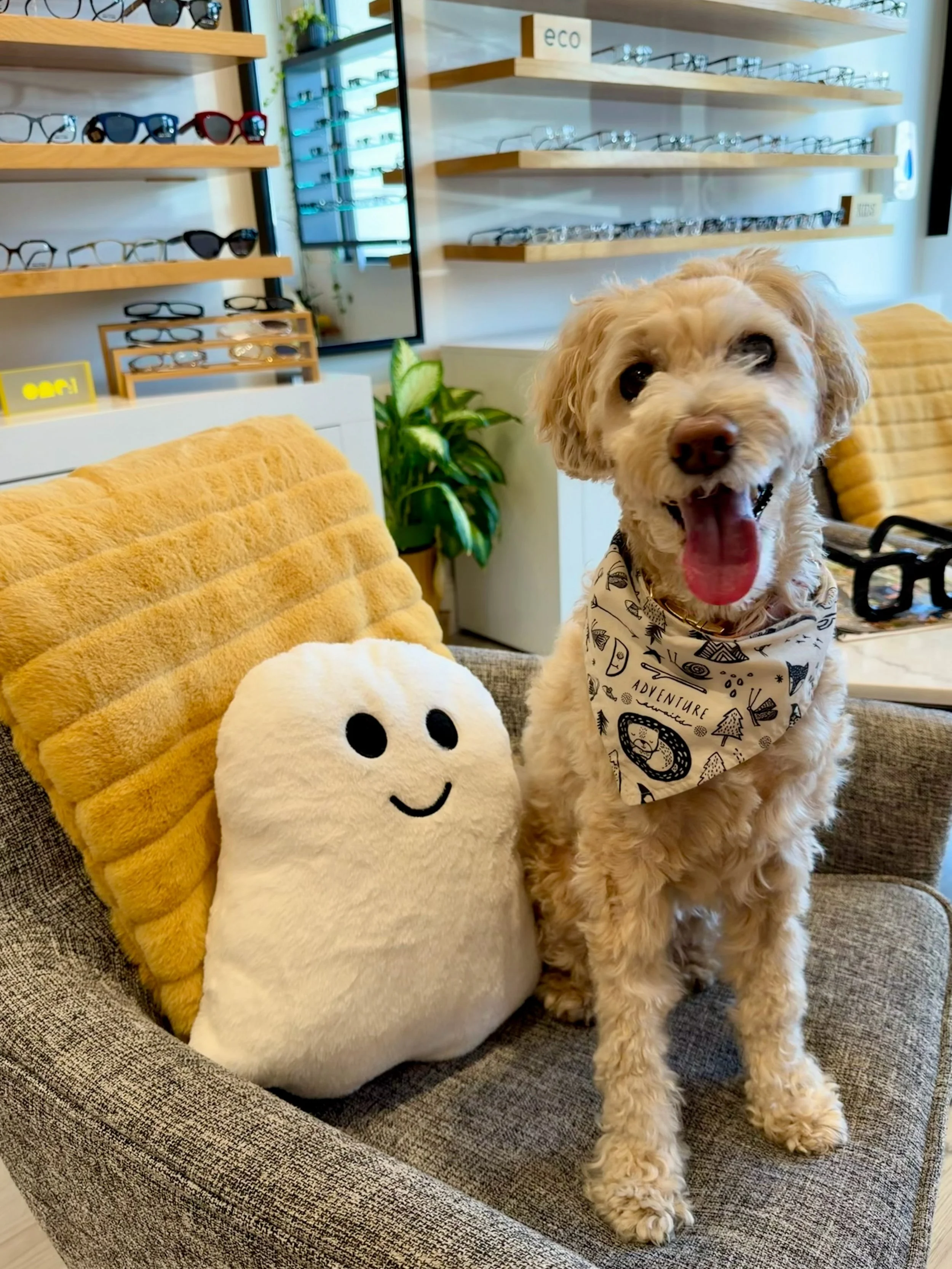 Cooper is loving having our ghosty pillow back to snuggle up on! 👻😉🐶🐾 #spookyvibes #minicooperbovy #smilingishisfavorite #furryemployee #familyowned