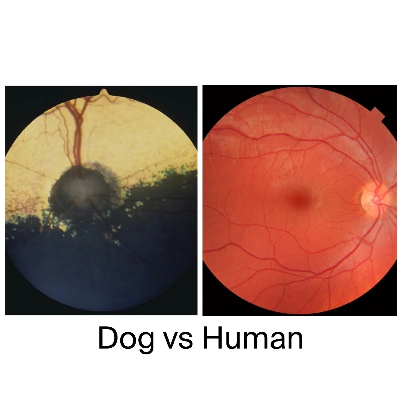 a-dog-s-view-spectacle-optometry
