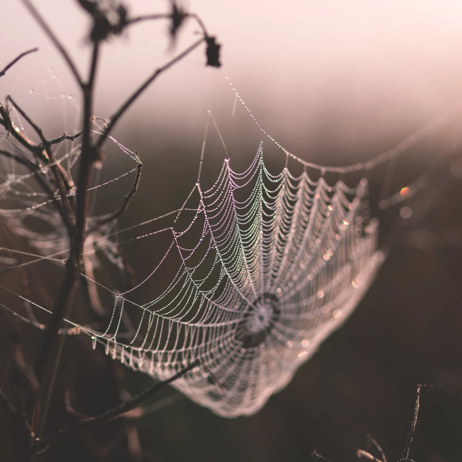 Strengths-based team coaching