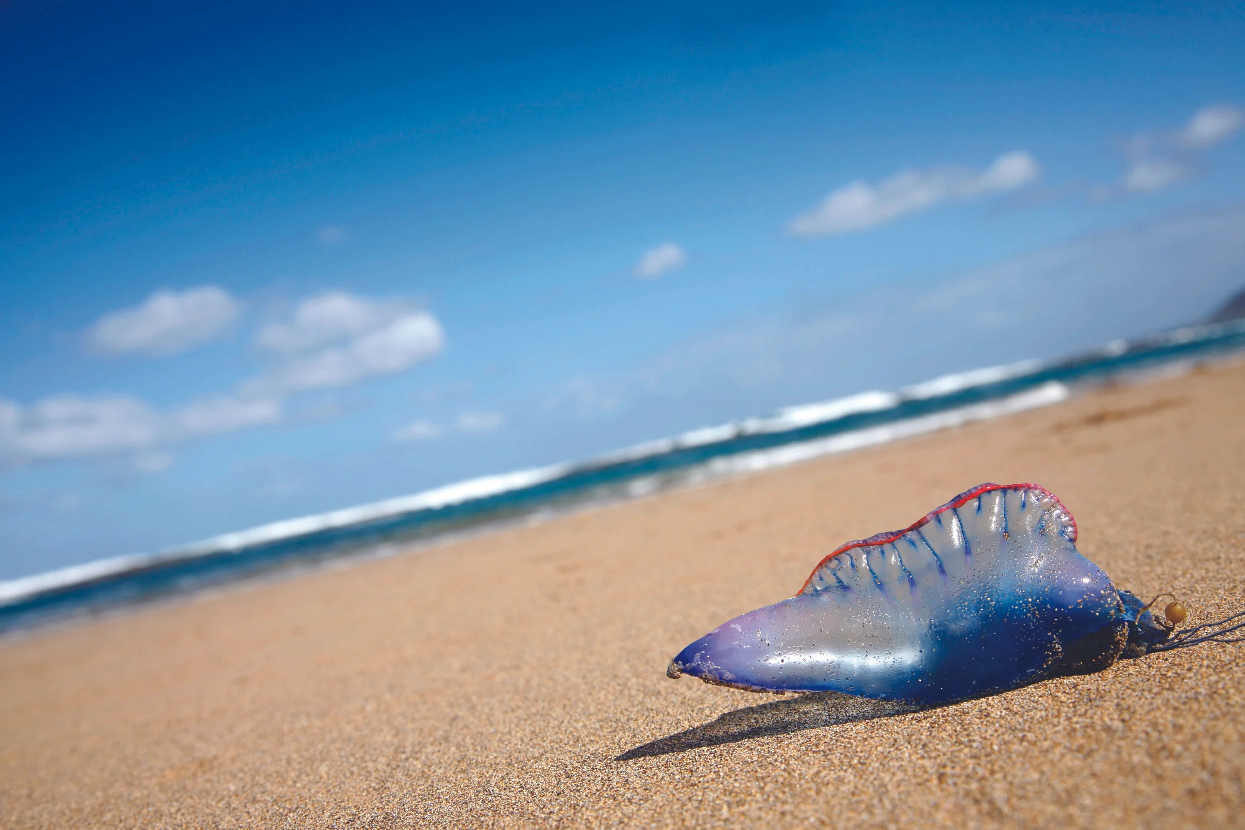 iStock_000003082229Large_tentacle.jpg
