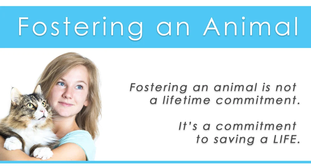 fostering.jpg