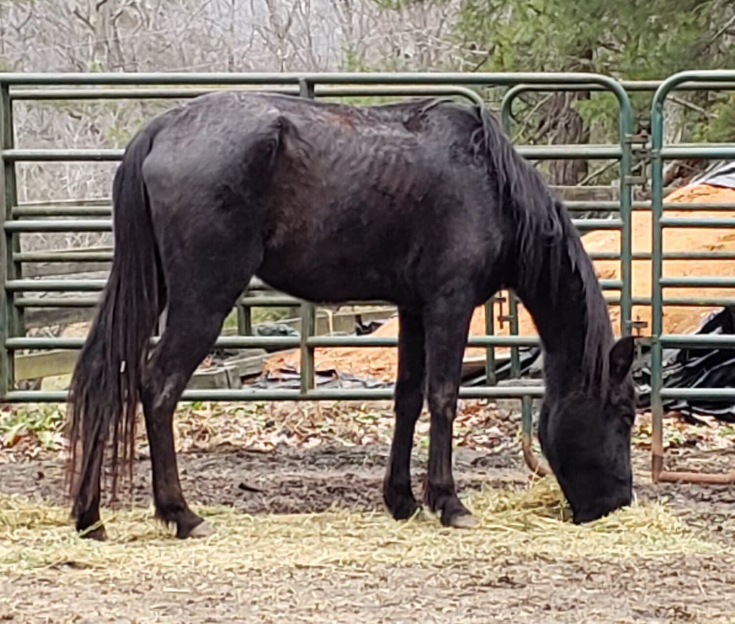 Black Beauty after regaining health in foster care