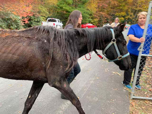 Black Beauty at time of rescue
