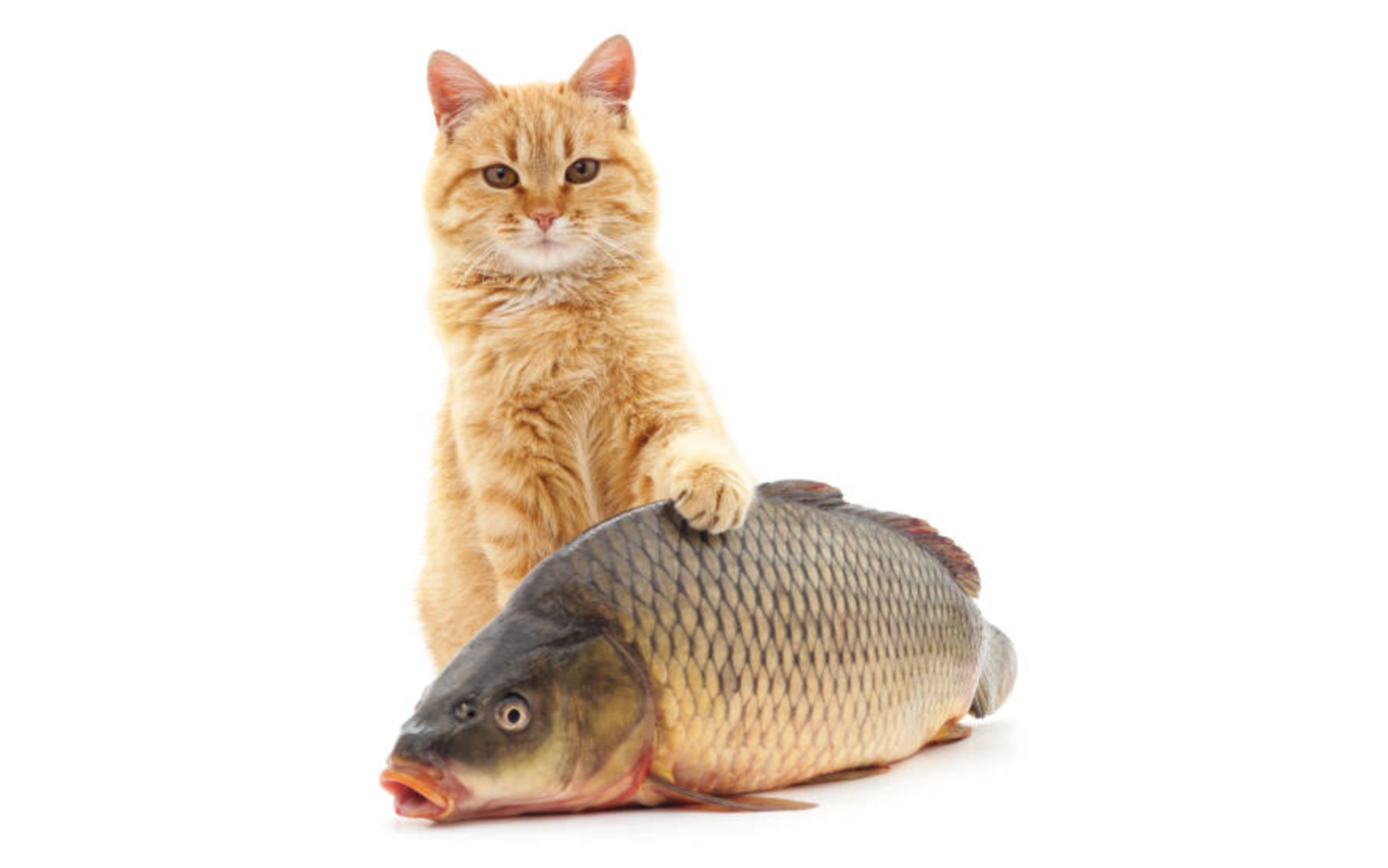 ginger w fish.png