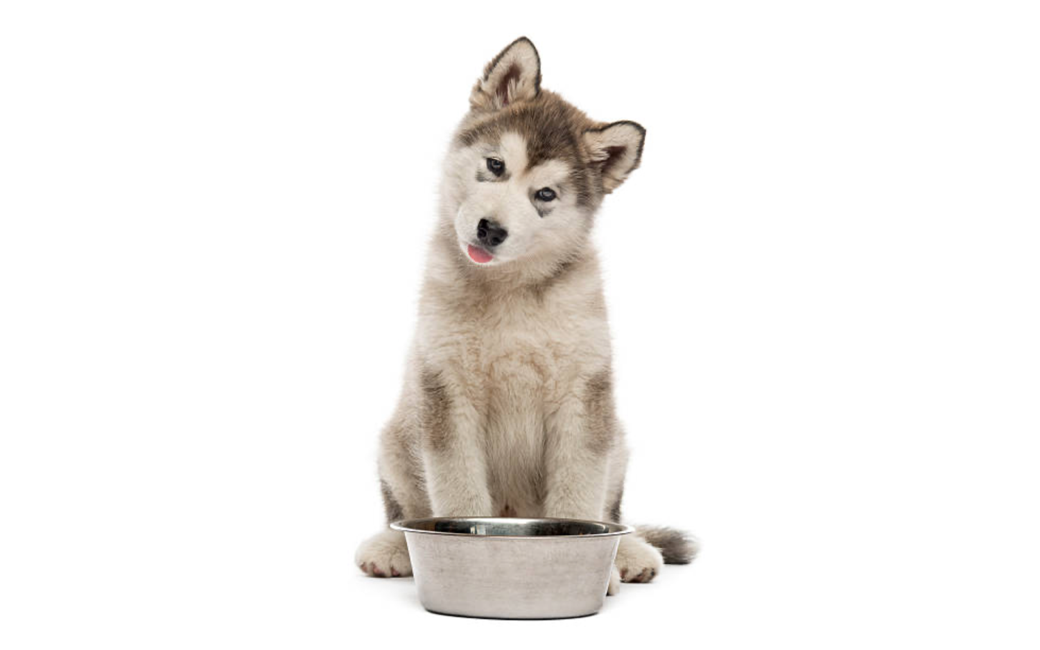 husky.png