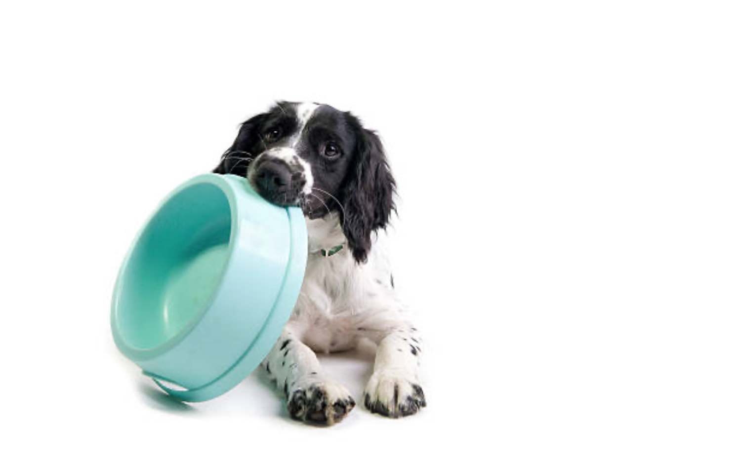 spaniel with bowl.png