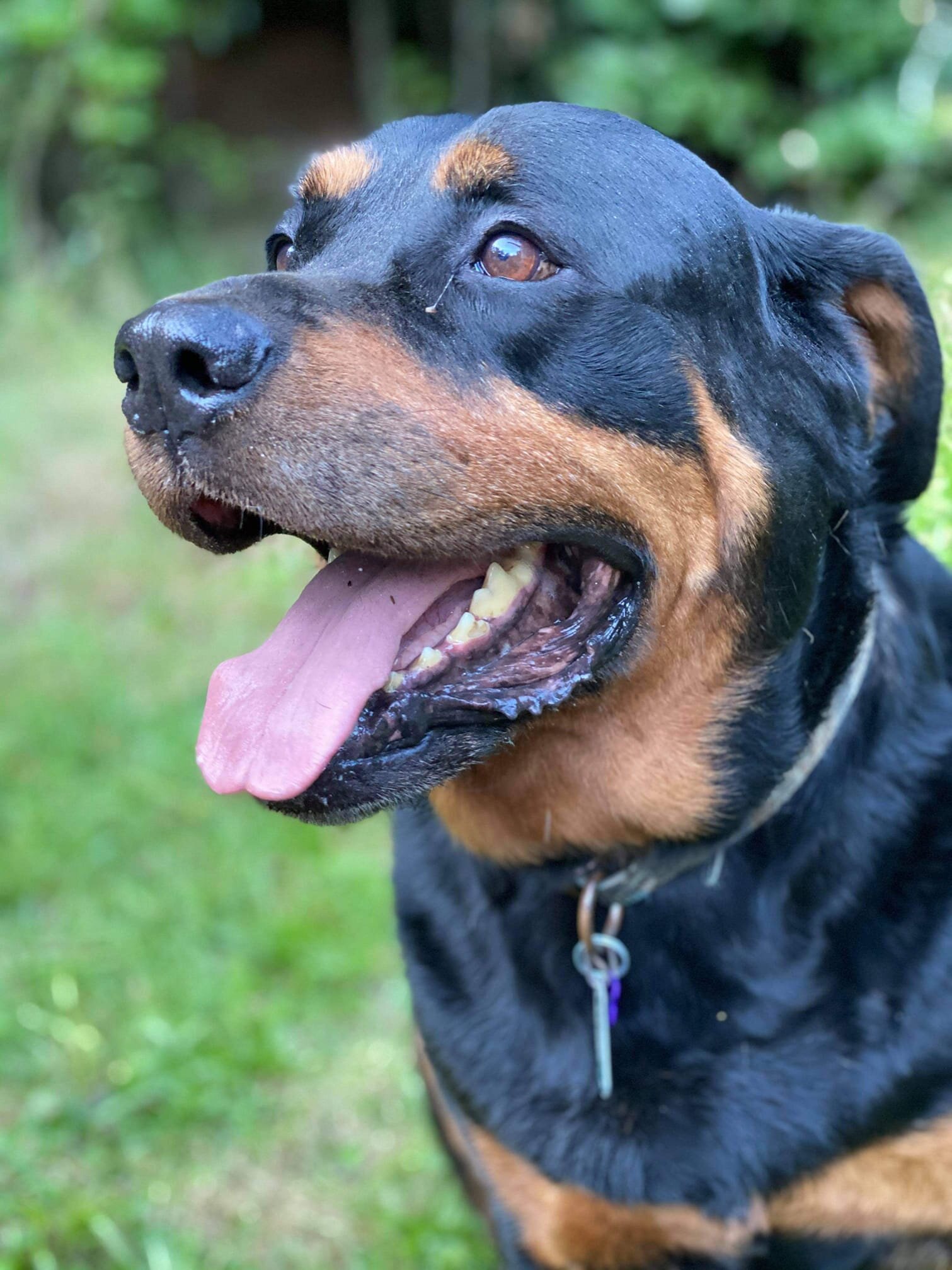 dog5.jpeg