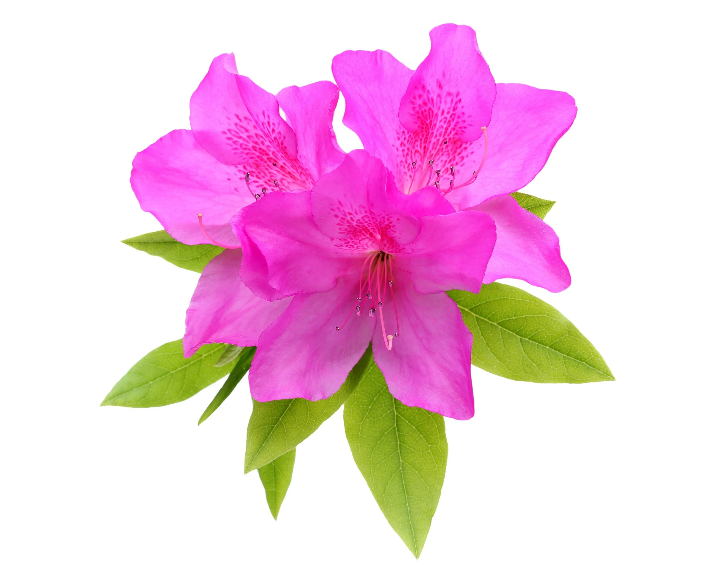 NC Rhododendron Festival